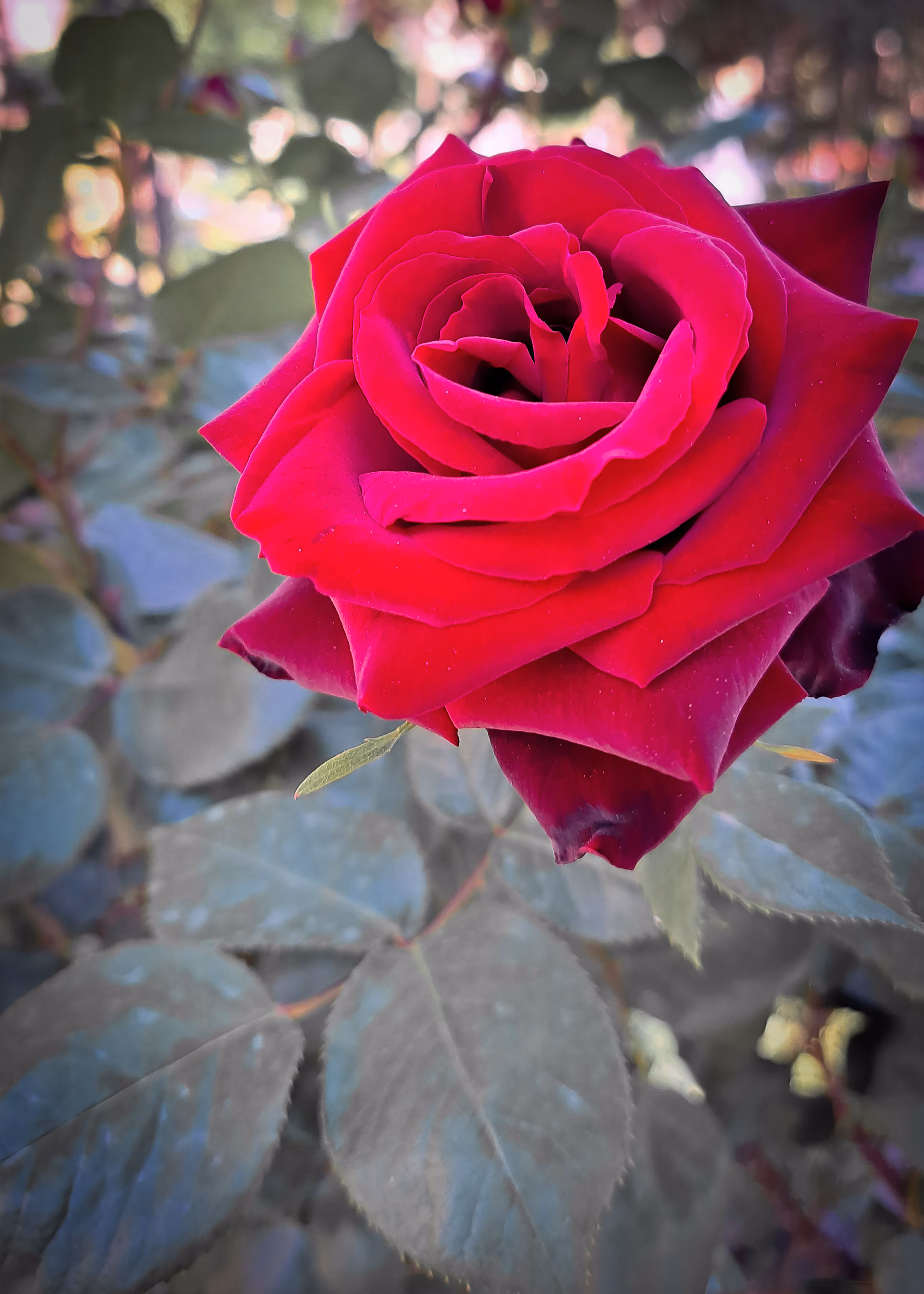 Merrylands.Photography: Merry-Photo 24