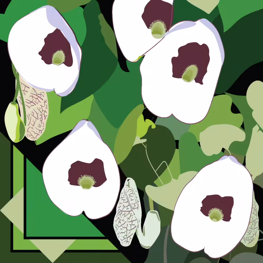 Aristolochia,  pigmentation depigmentation