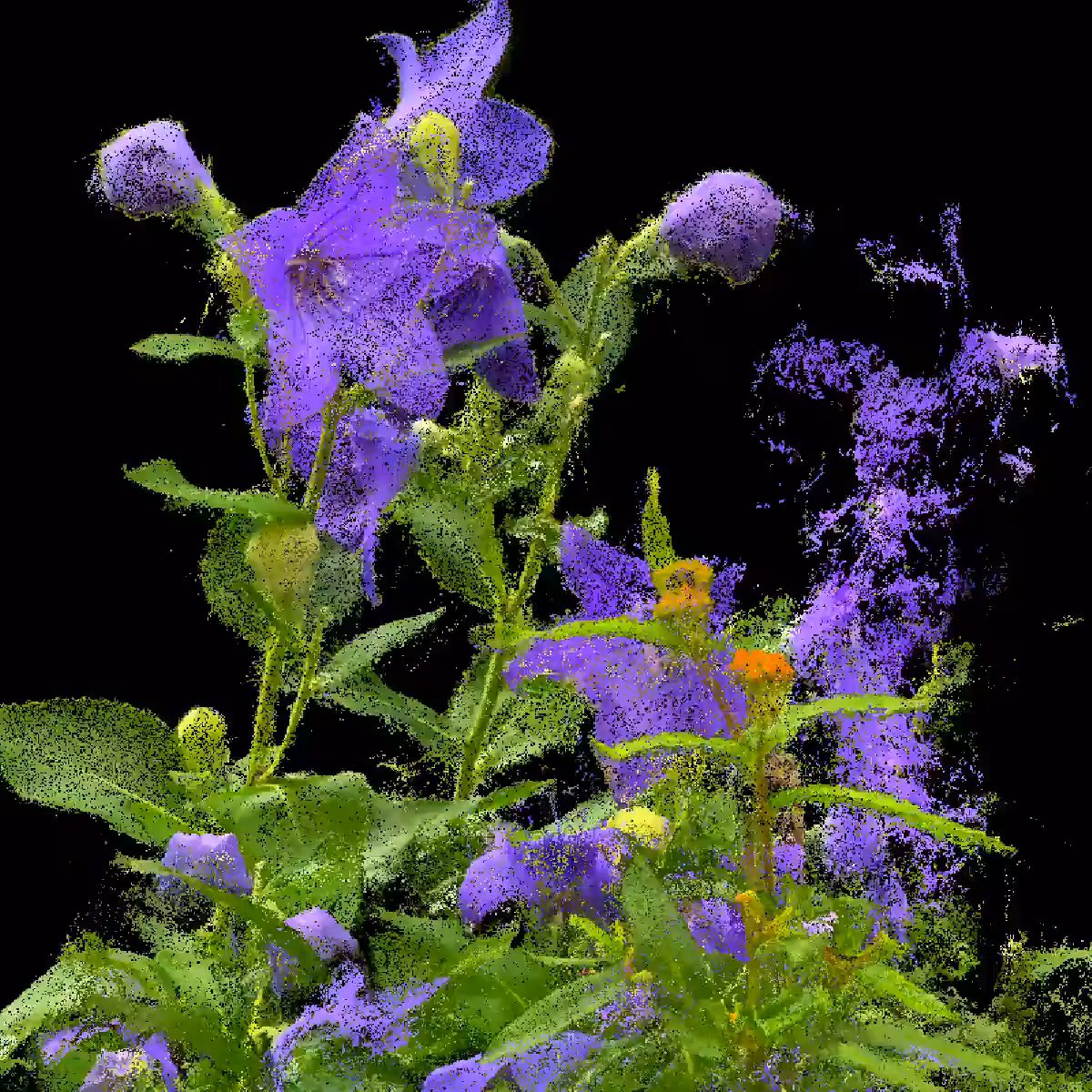 Balloon Flower [NFT version]
