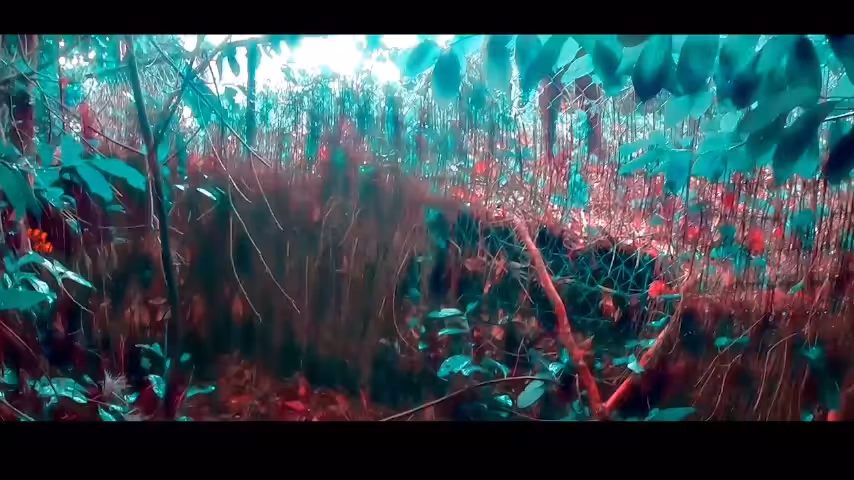 Stealing Bamboo 