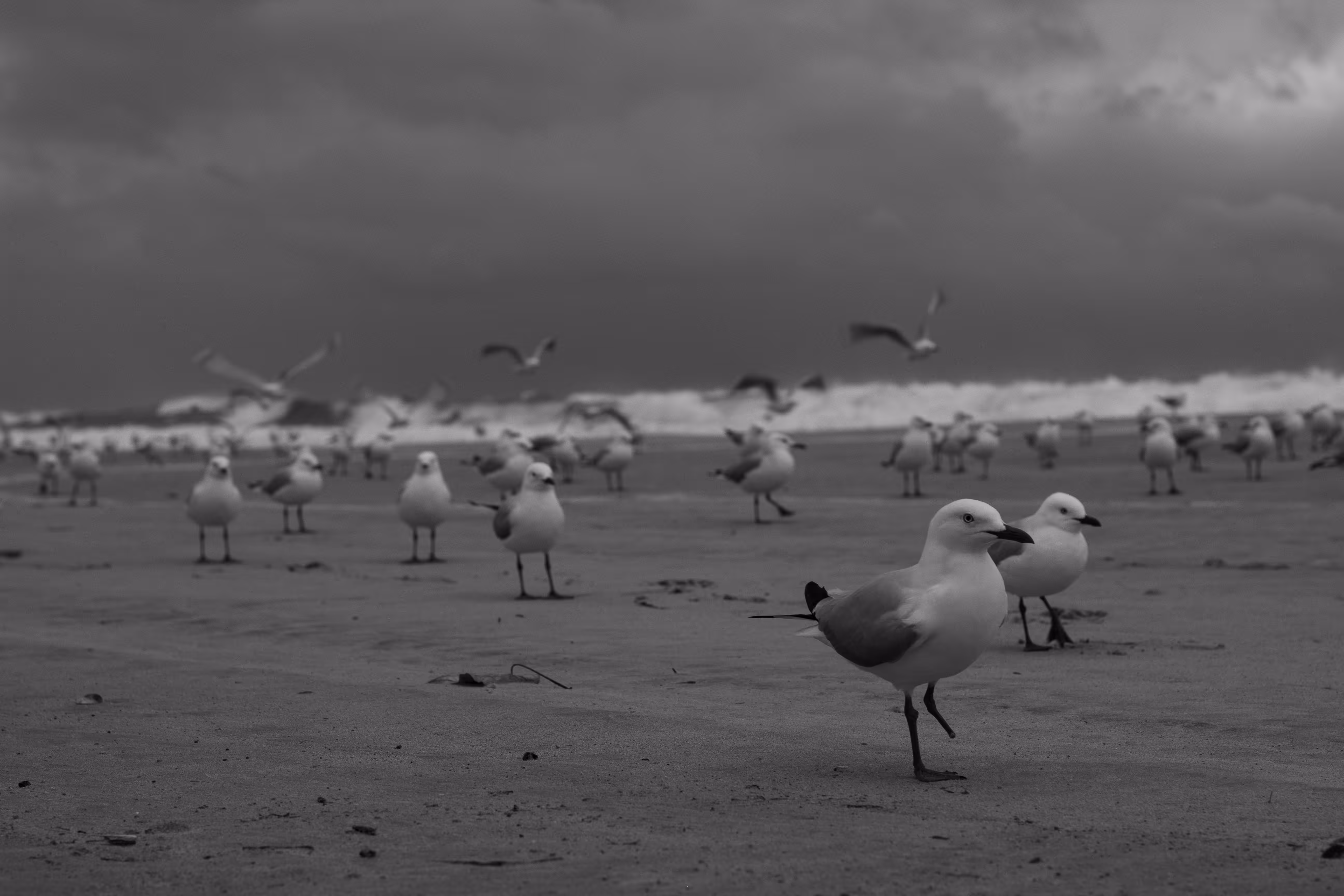 The march of seagulls