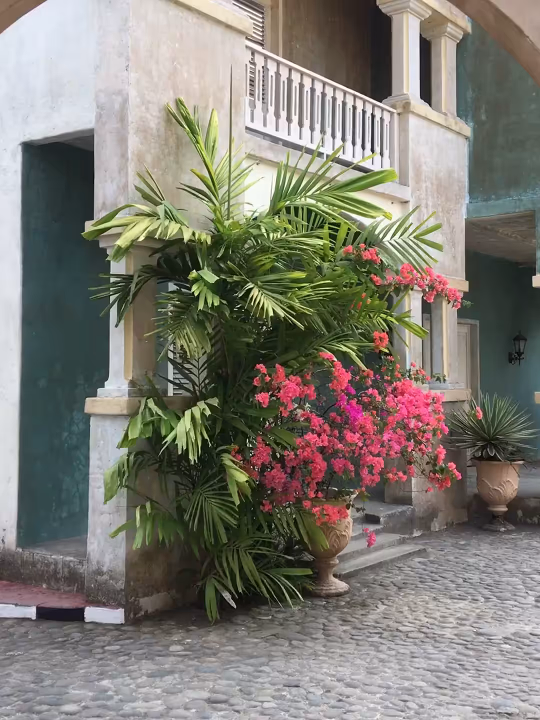 Bougainvillea are Forever