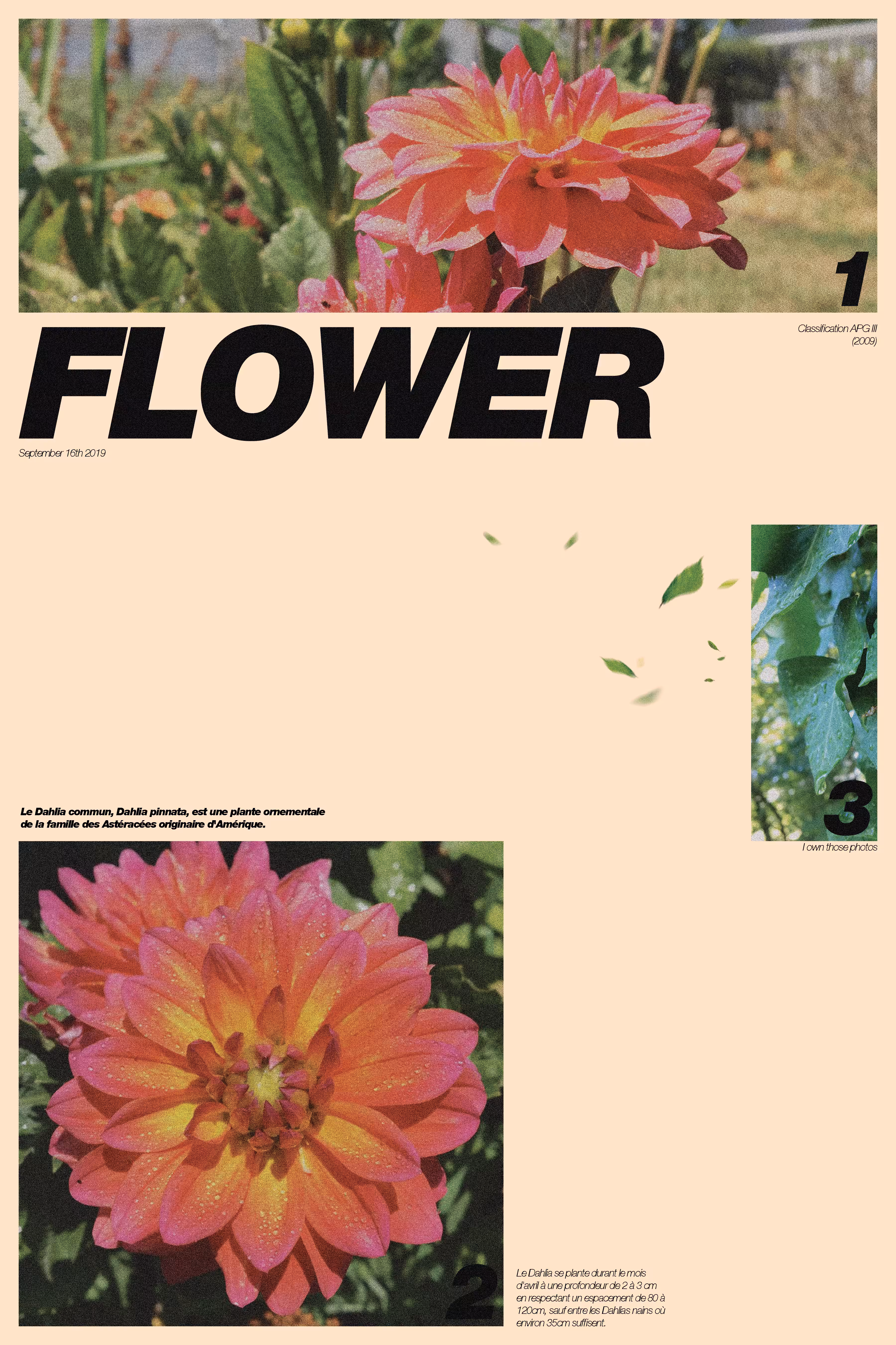 FLOWER