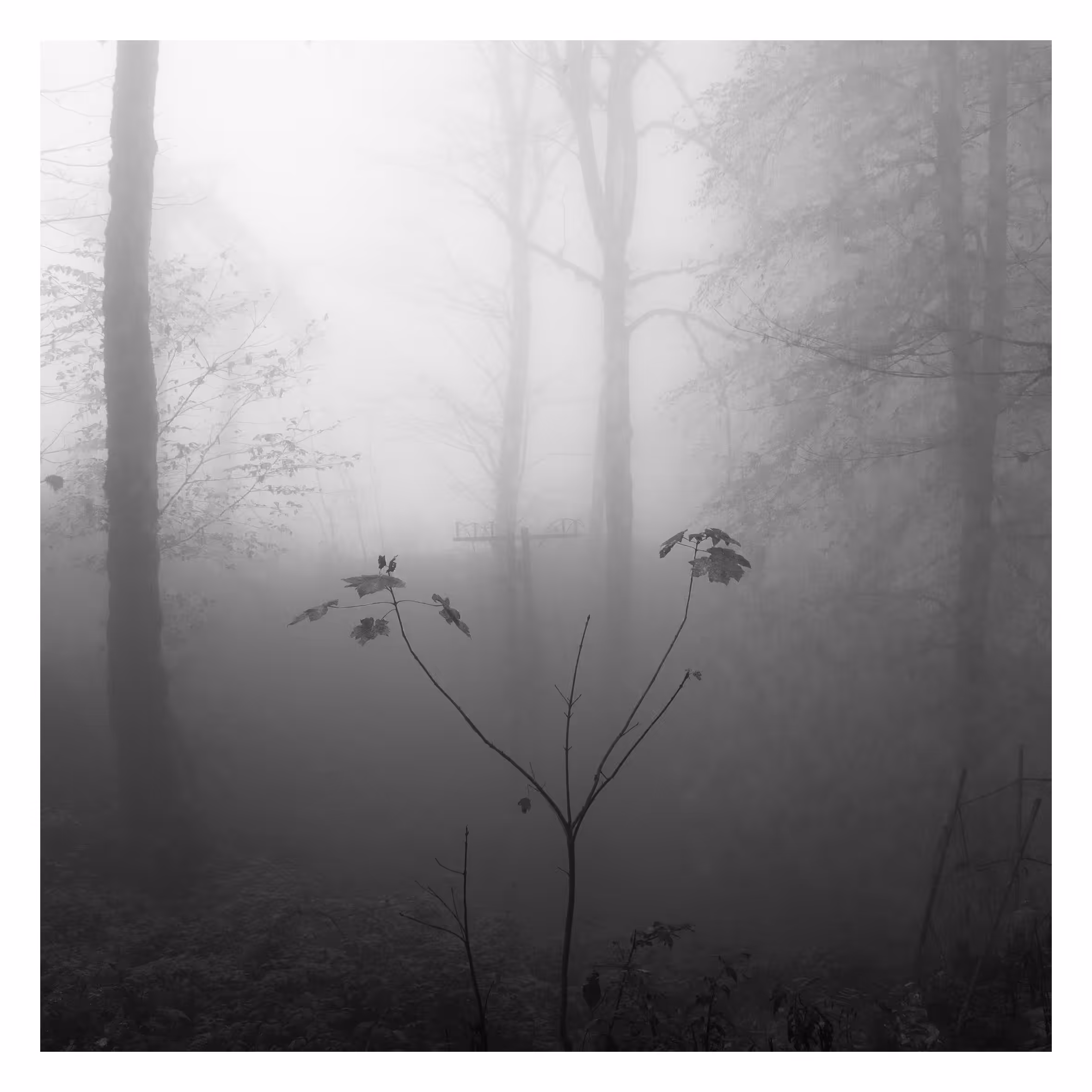 alone tree