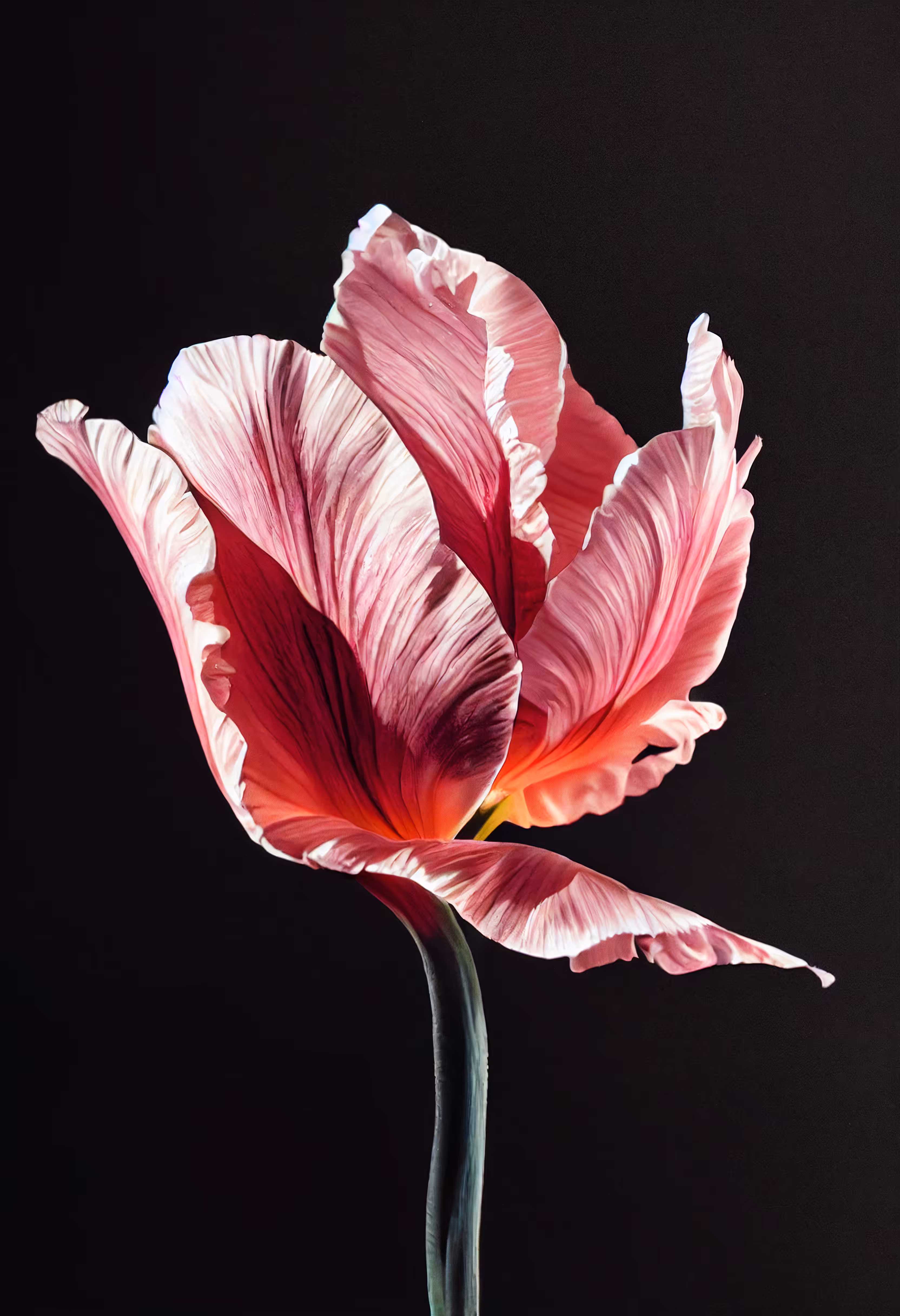A Flower, Just For You. #1