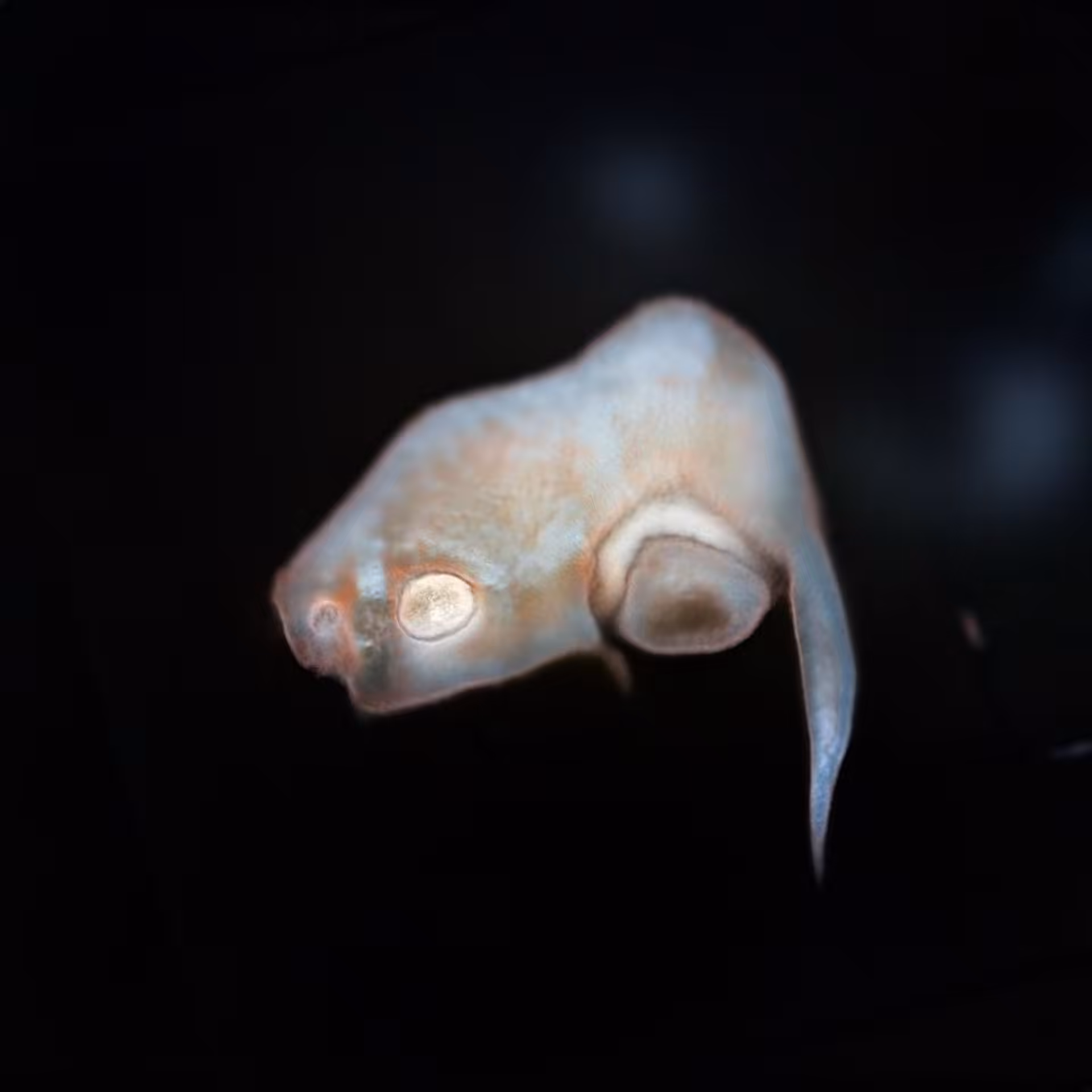 Sperma 52