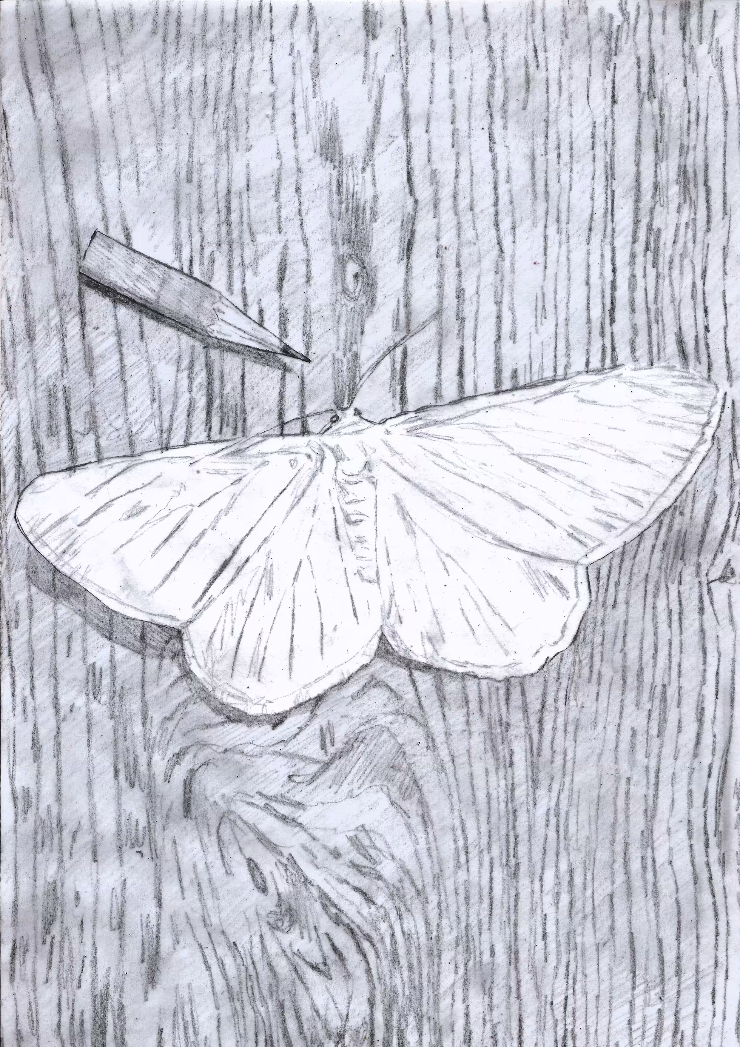 pencil and white moth