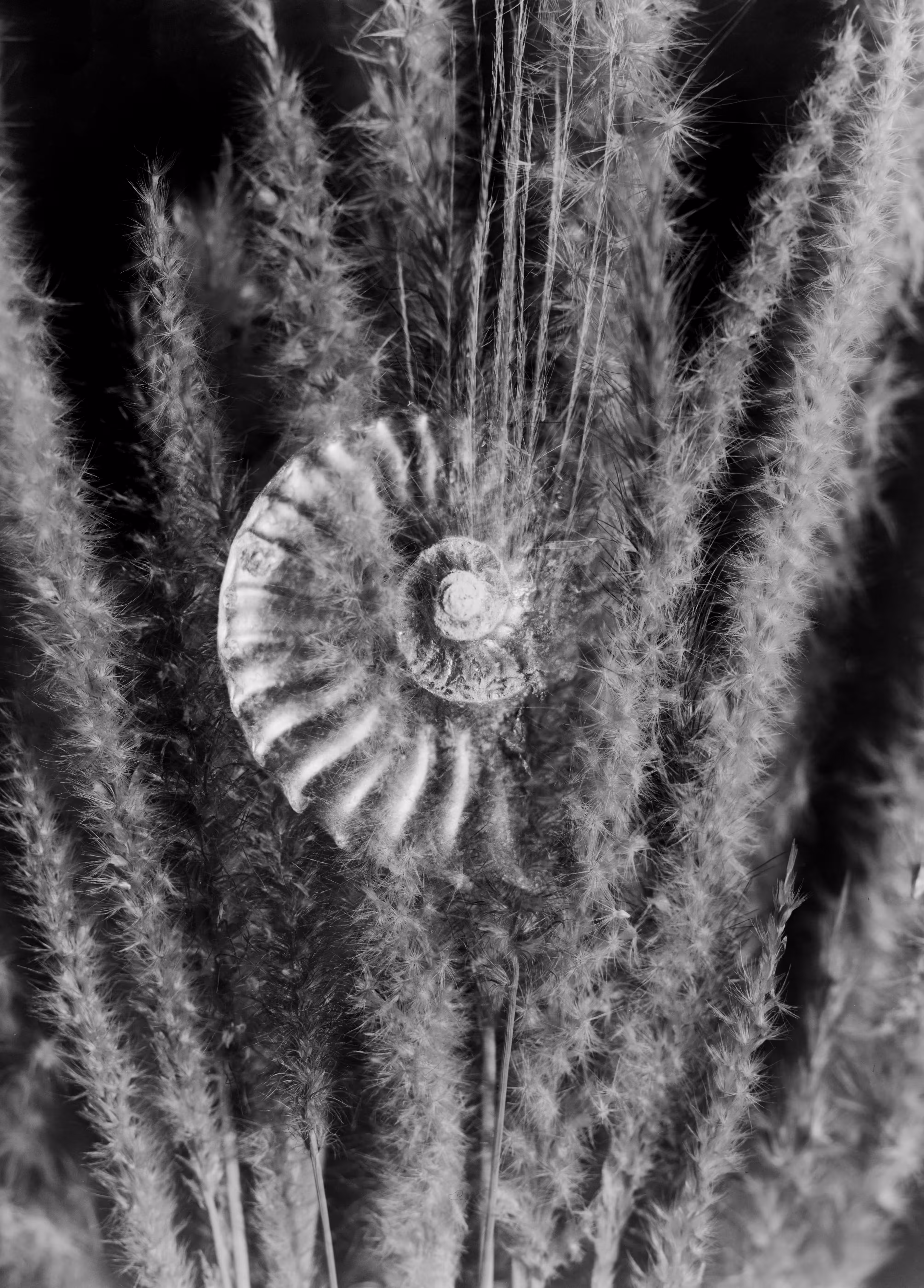 Ammonite