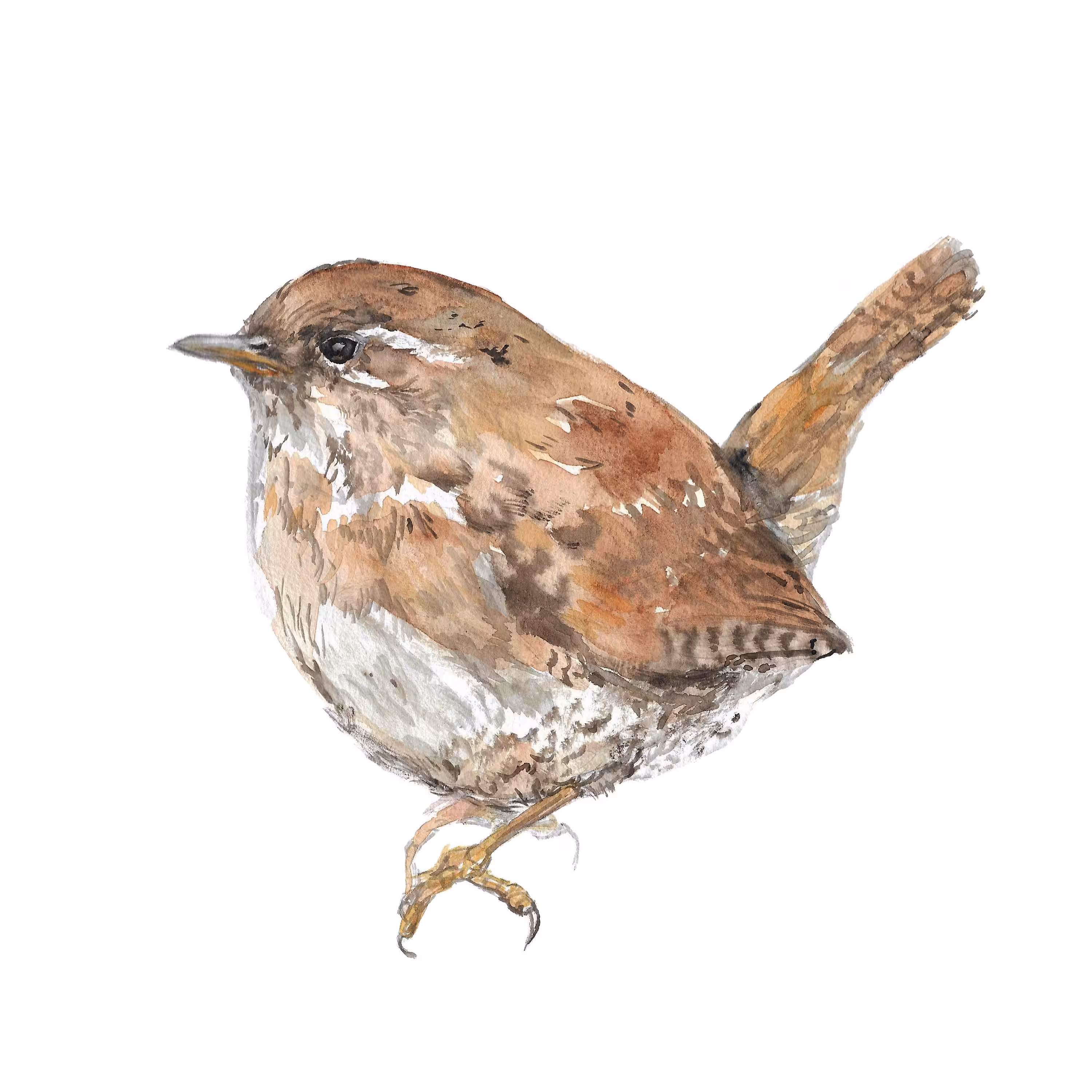 Wren