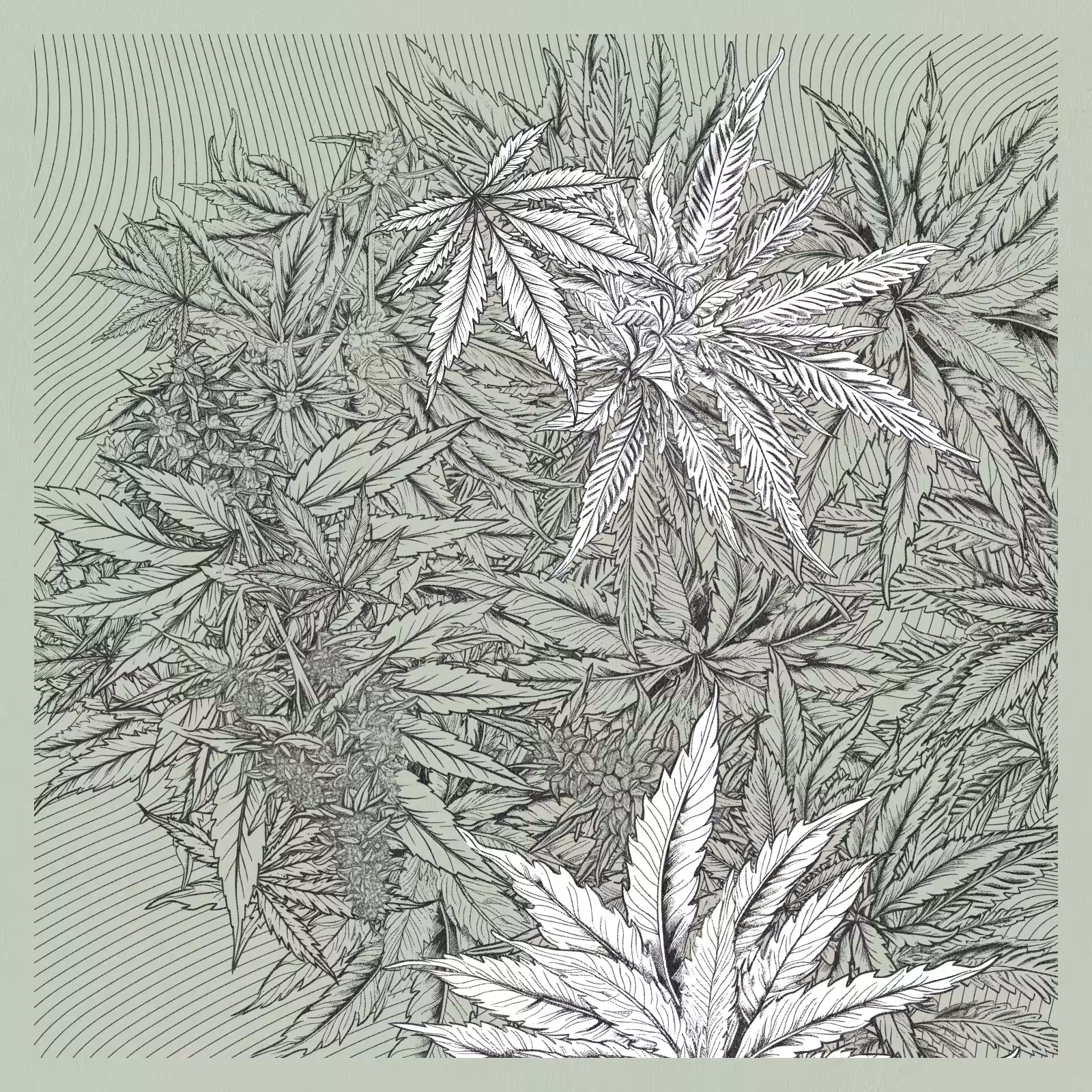 zancannabis #95