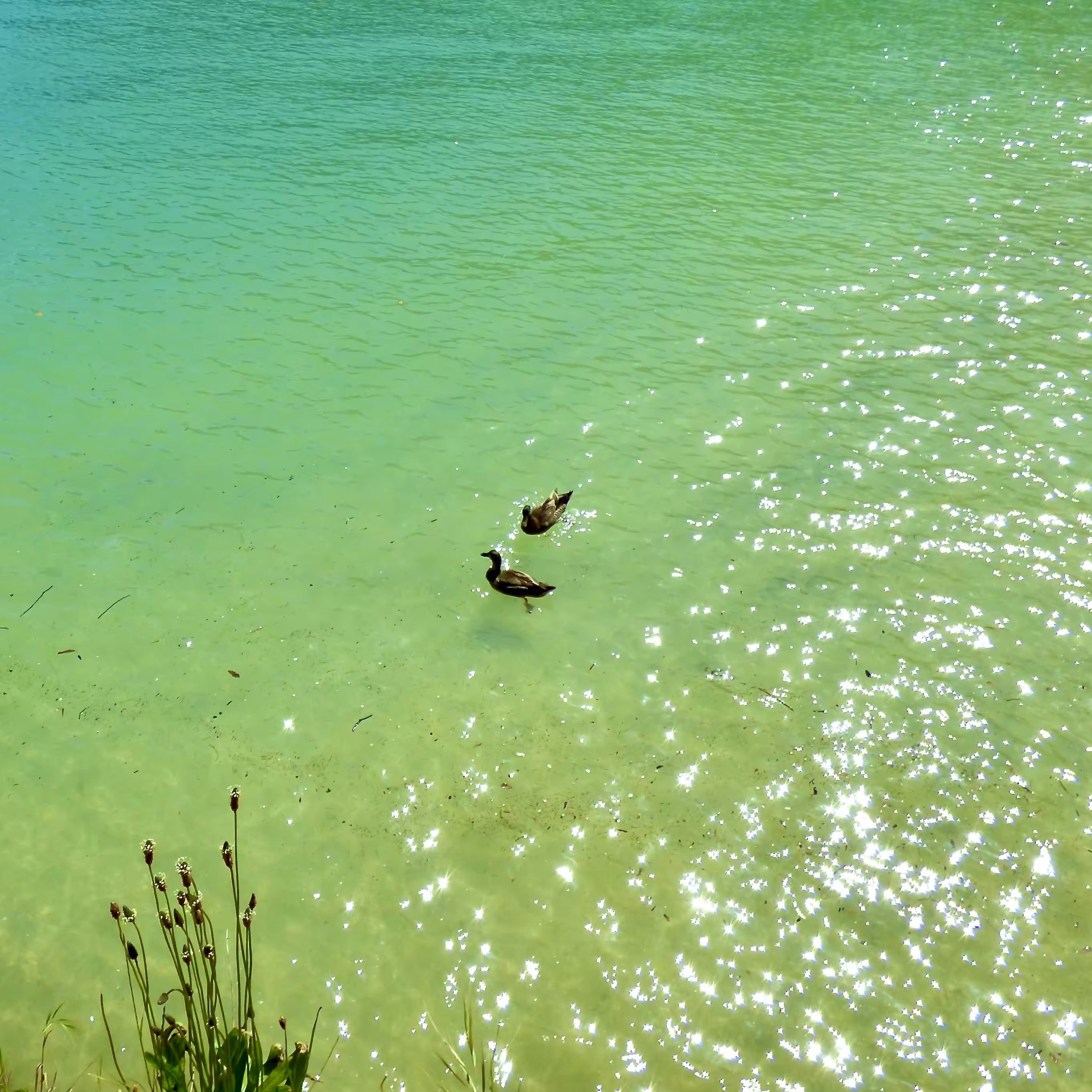 2 Ducks