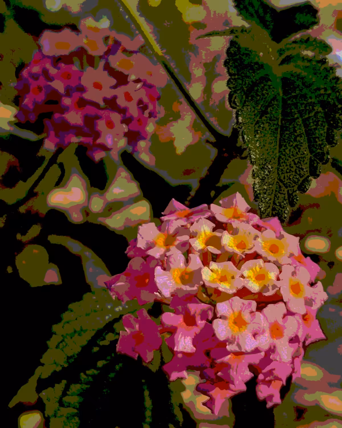 .lantana