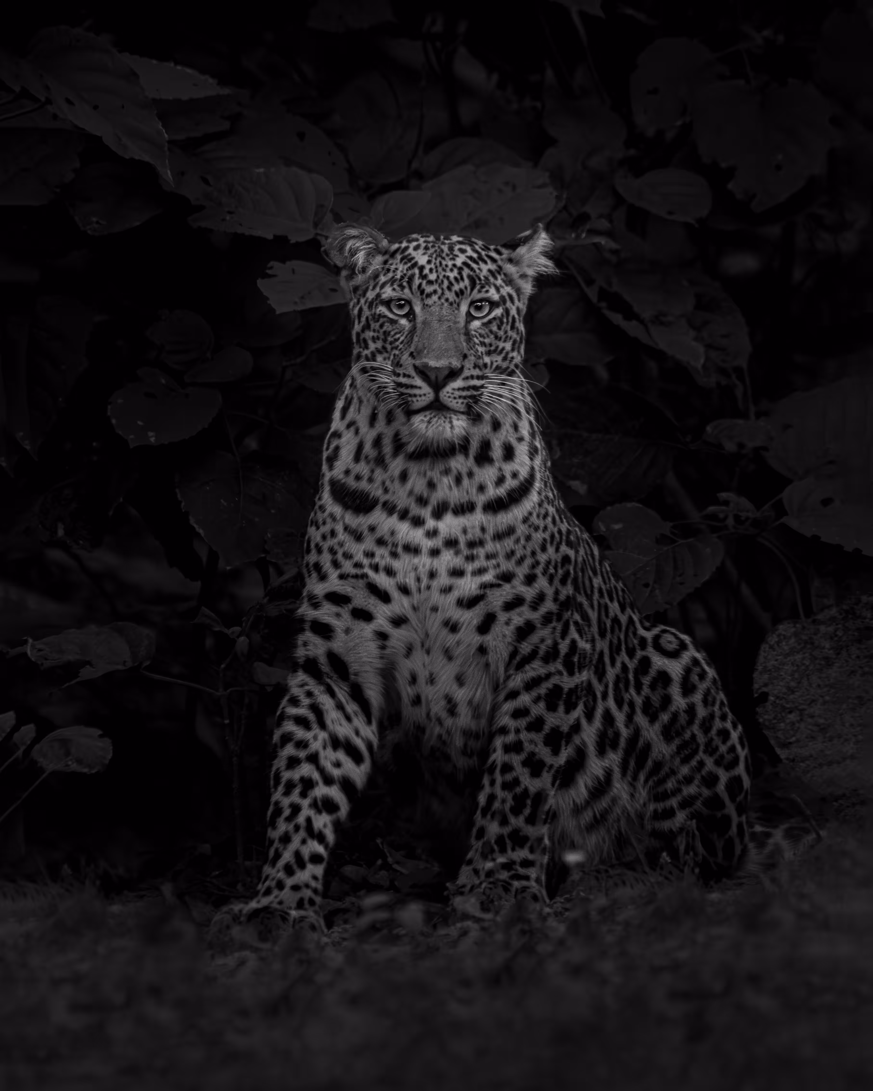 Noir Queen