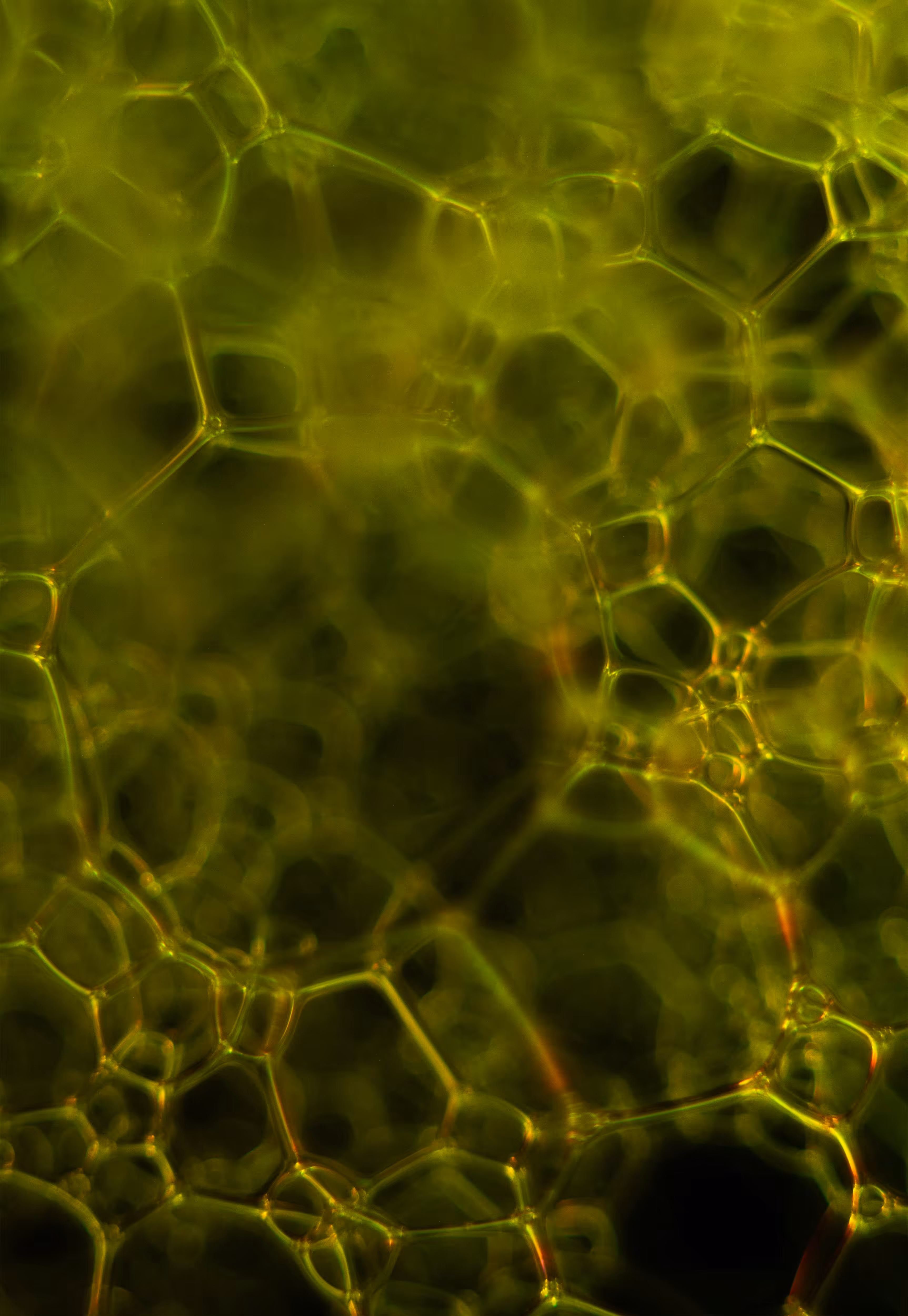 Abstract World of Soap Bubbles: #40 Bubbles