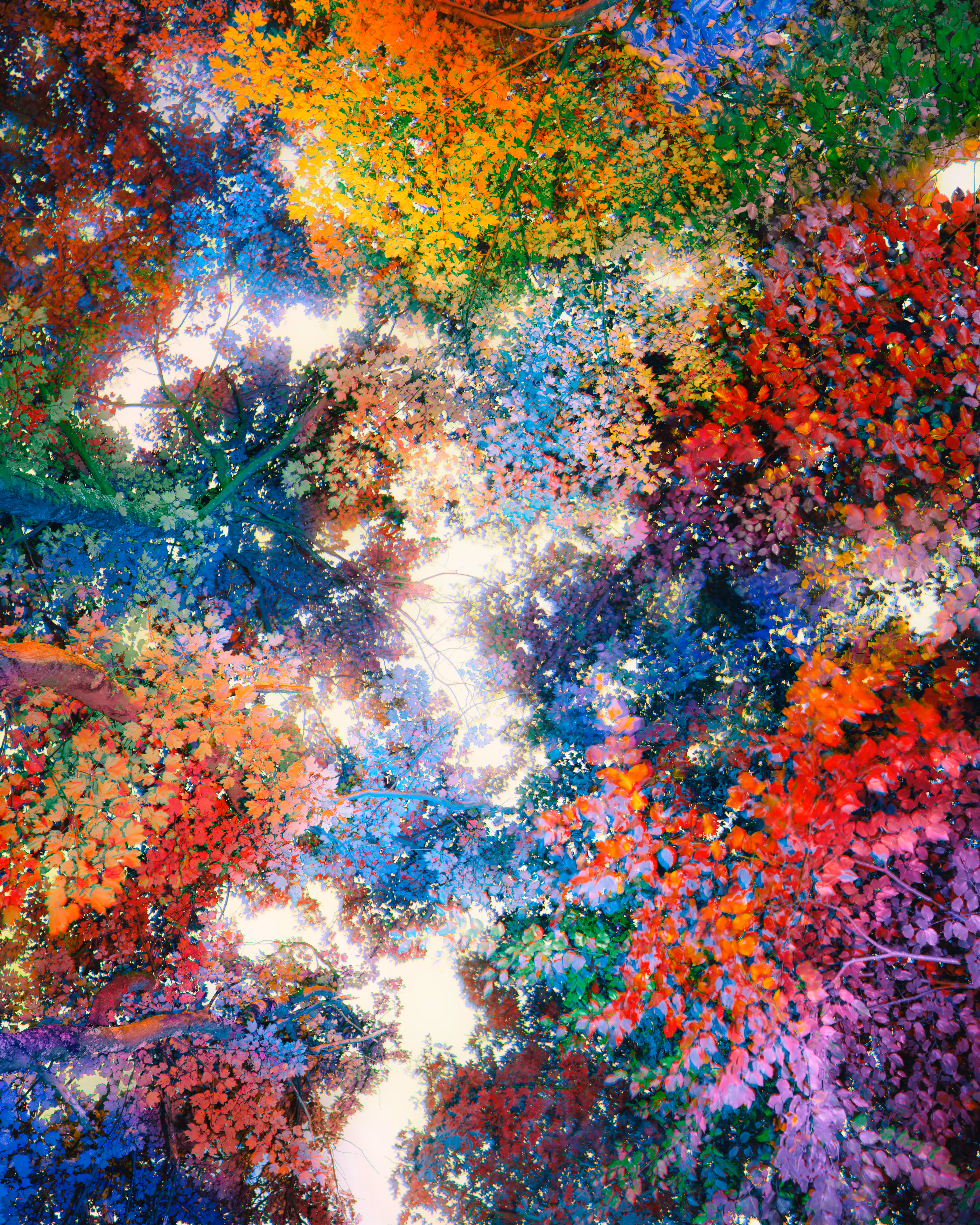 Canopy #3