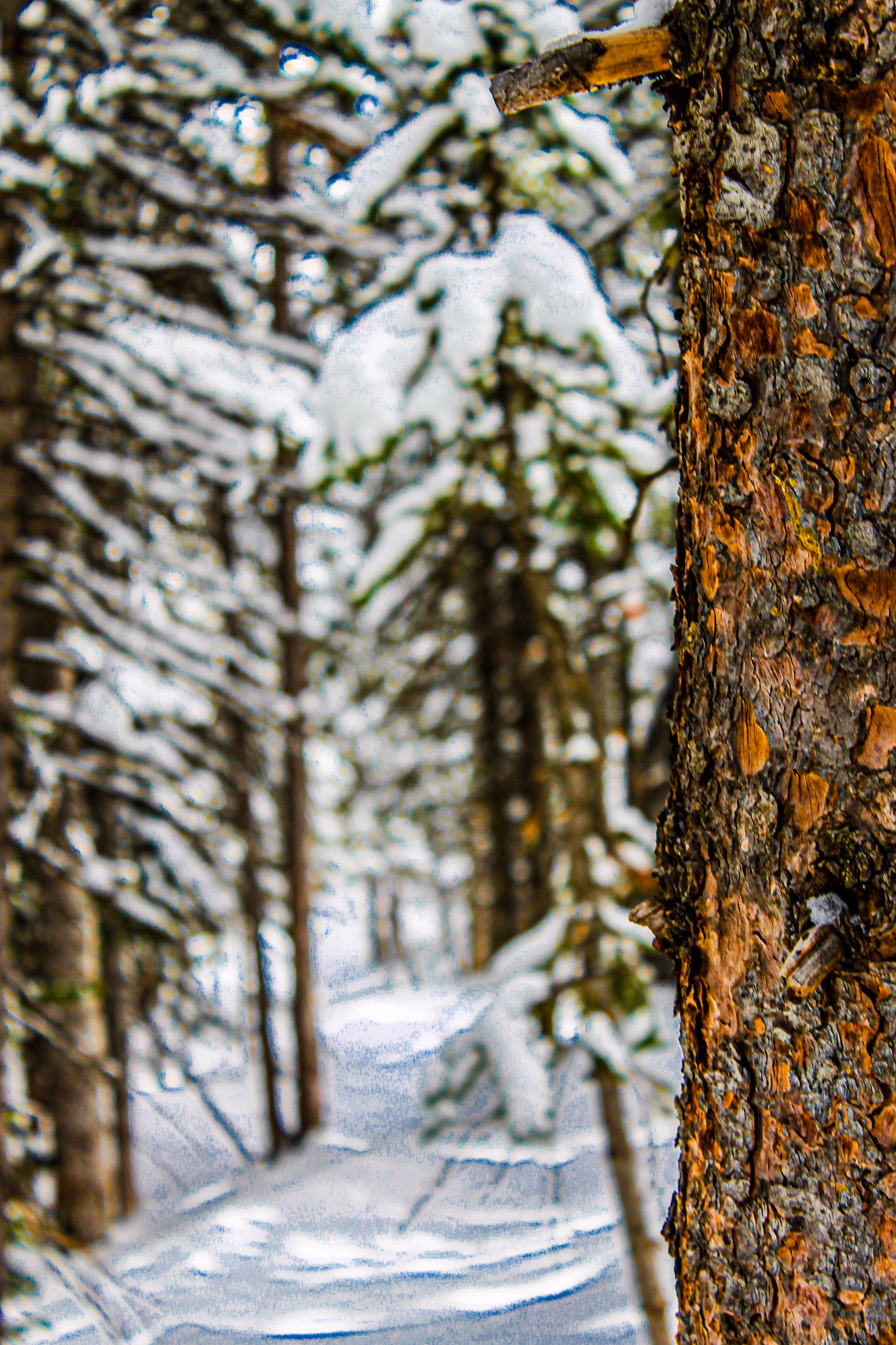 Breck Bark Seldom Bites