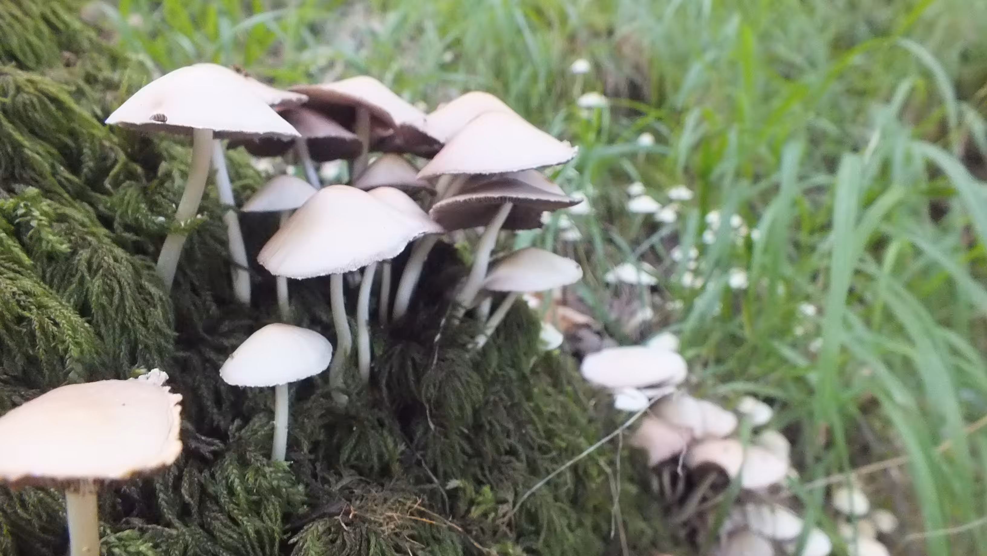 Mushroom