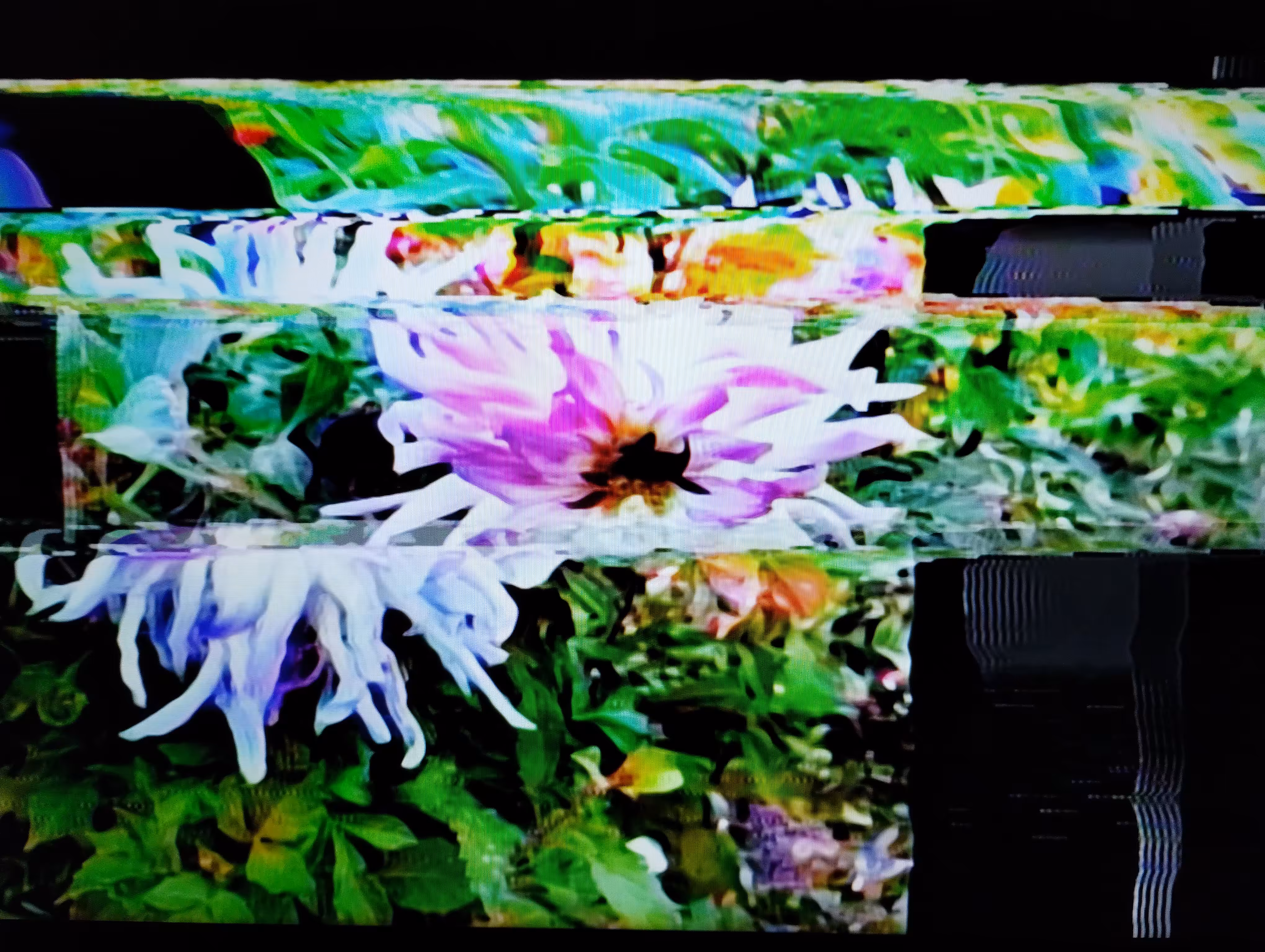 Split Flower