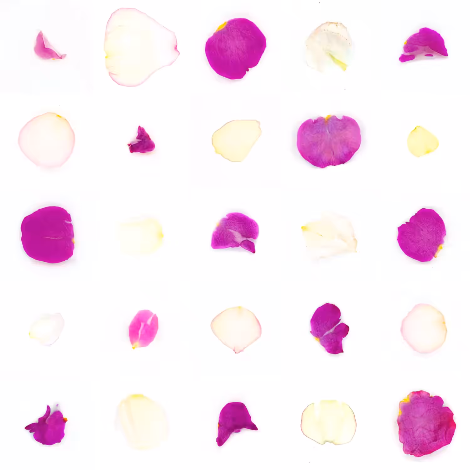 Infinite Petals 5x5#21132