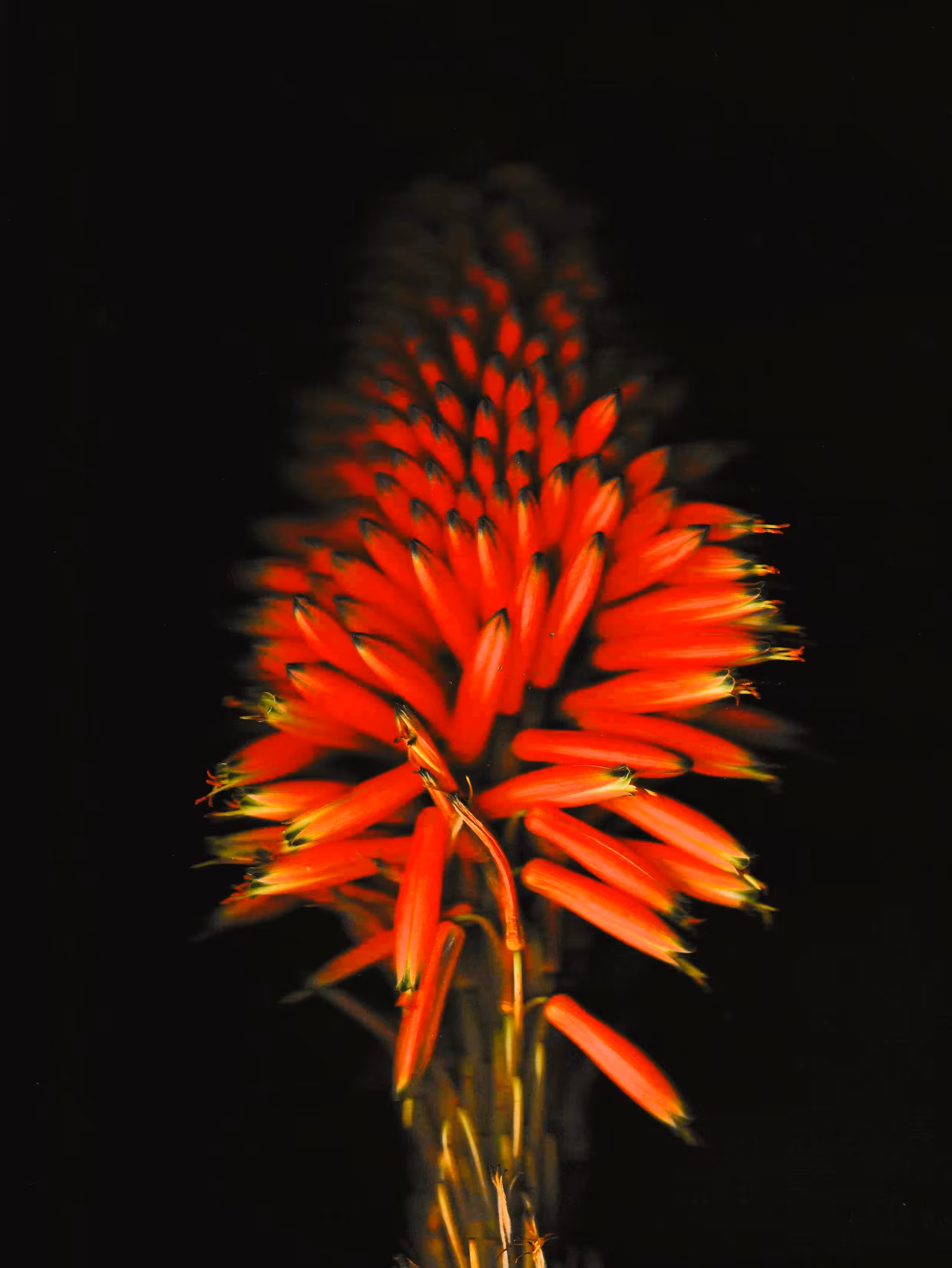 The Botanical Collection! #4
