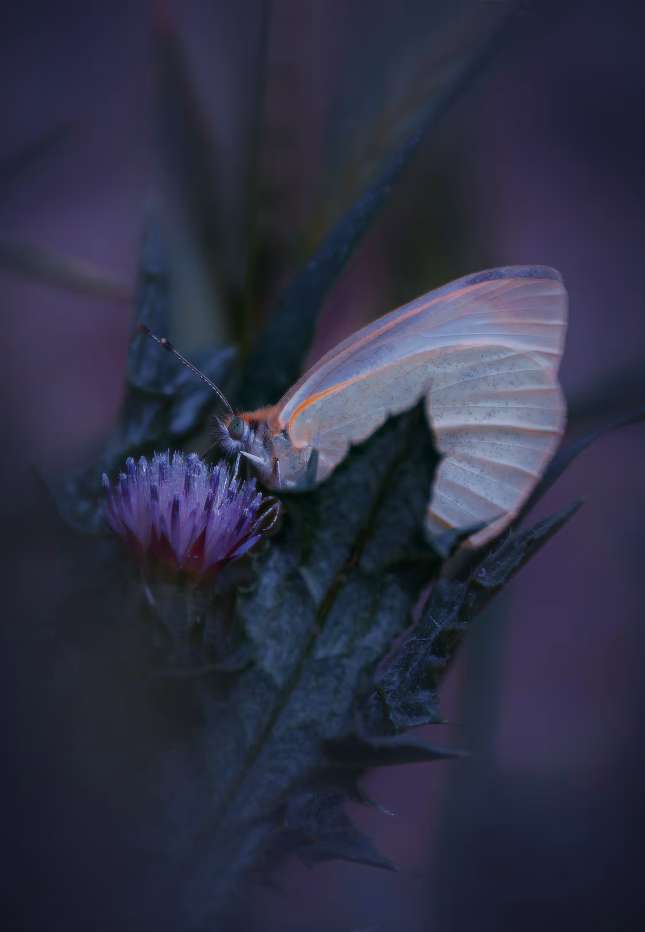 Delicate Butterfly