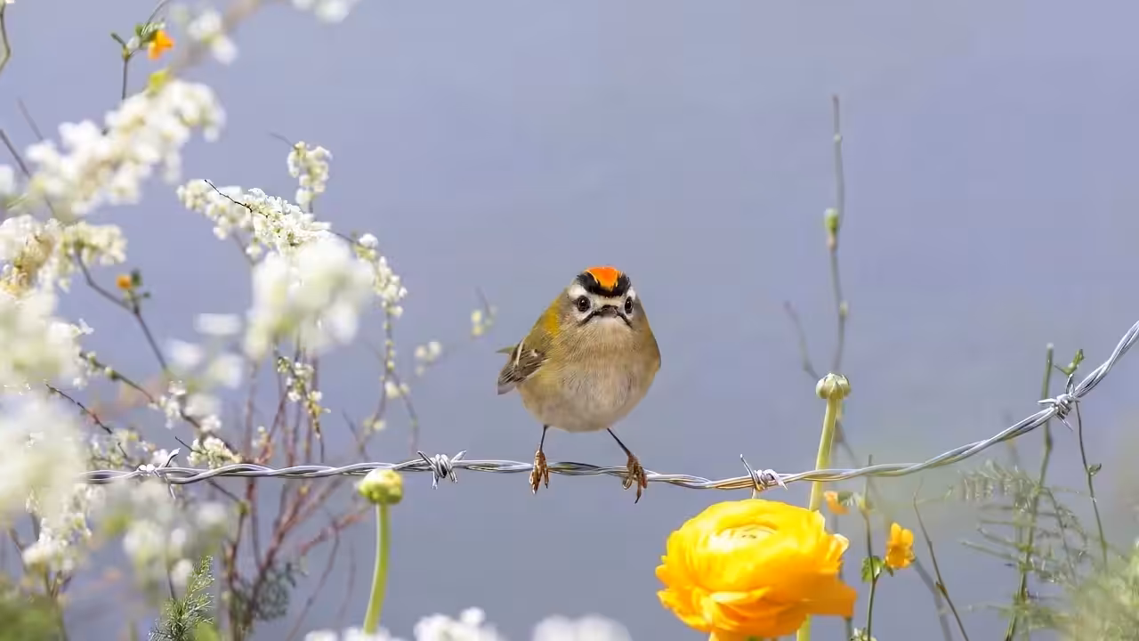 Birds Observations: Songly, Where Water Meets Sun