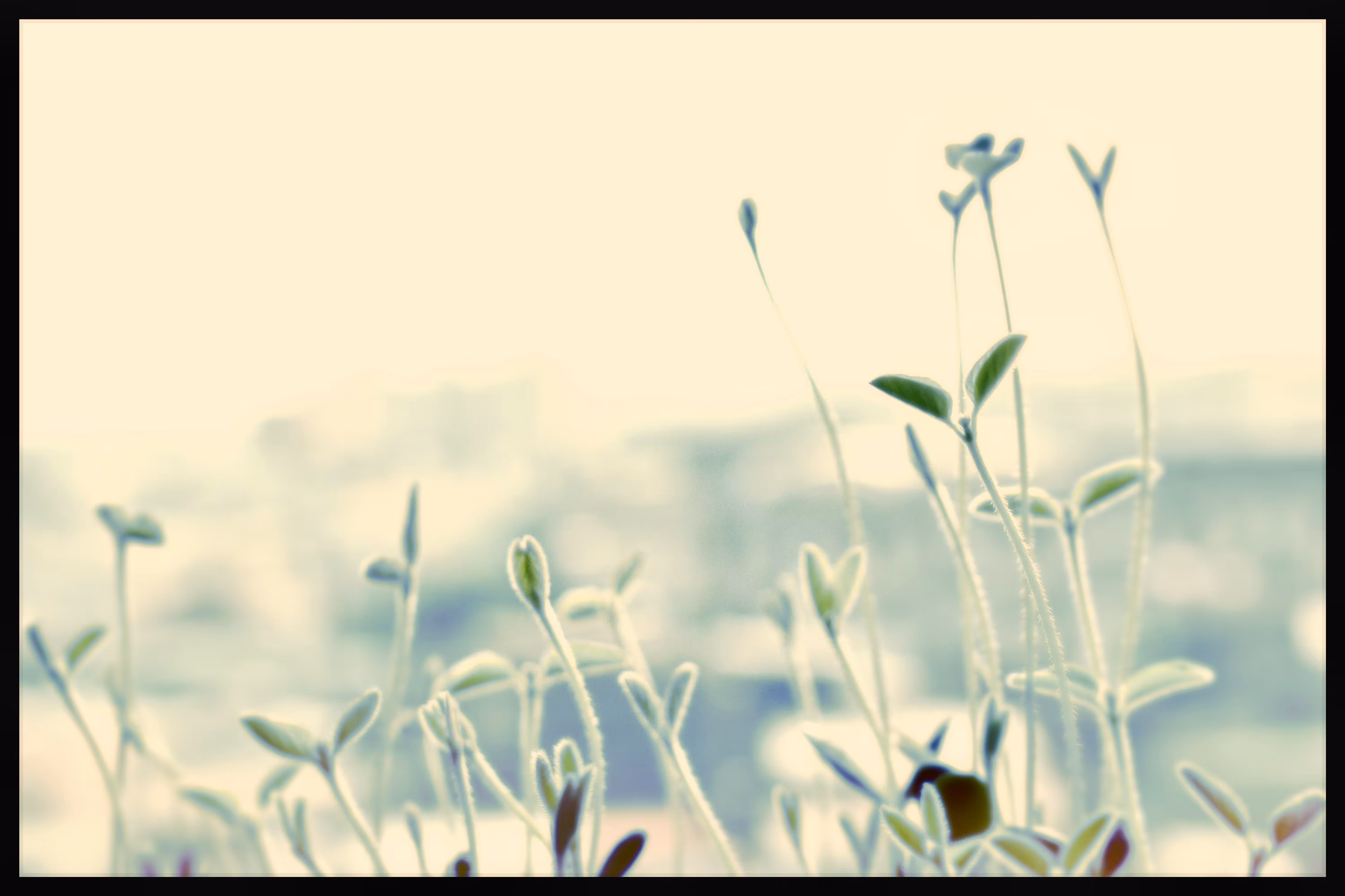 Sprouts