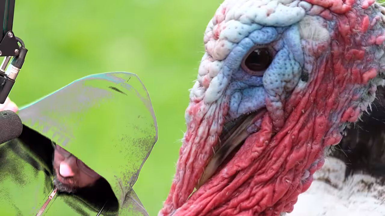 Song A Day: Zombie Turkey 2021