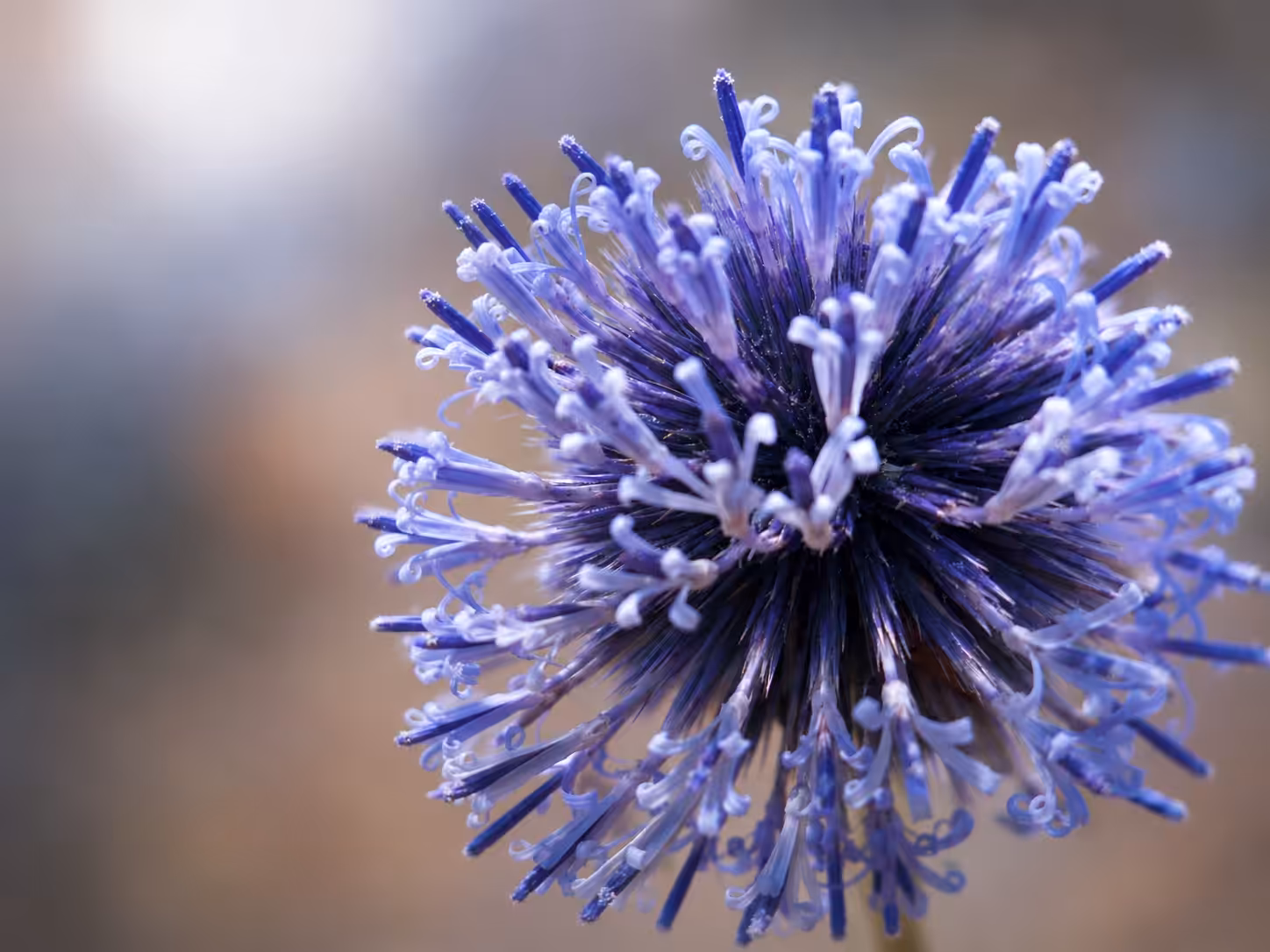Petals of Memory 2