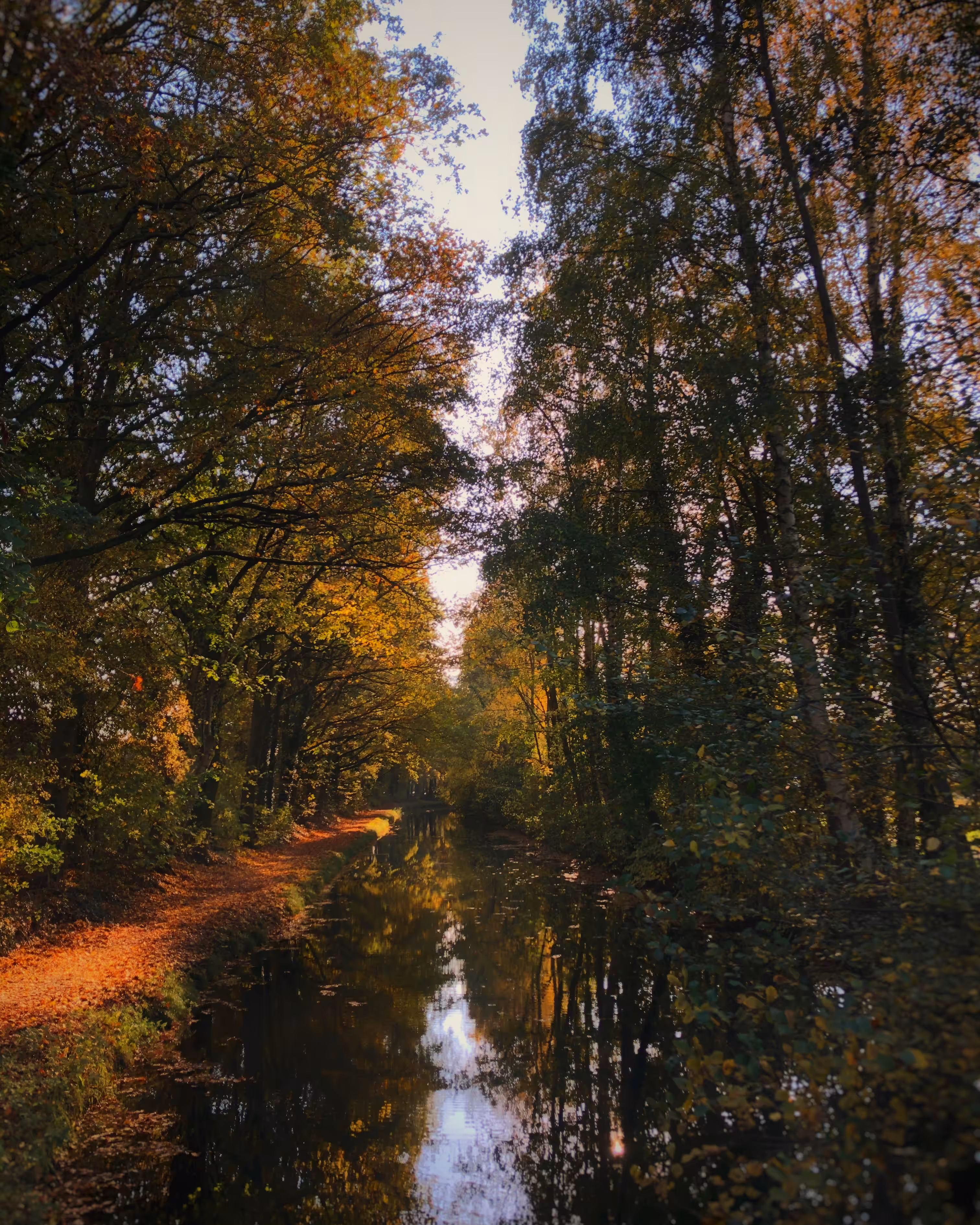 What the trees taught me