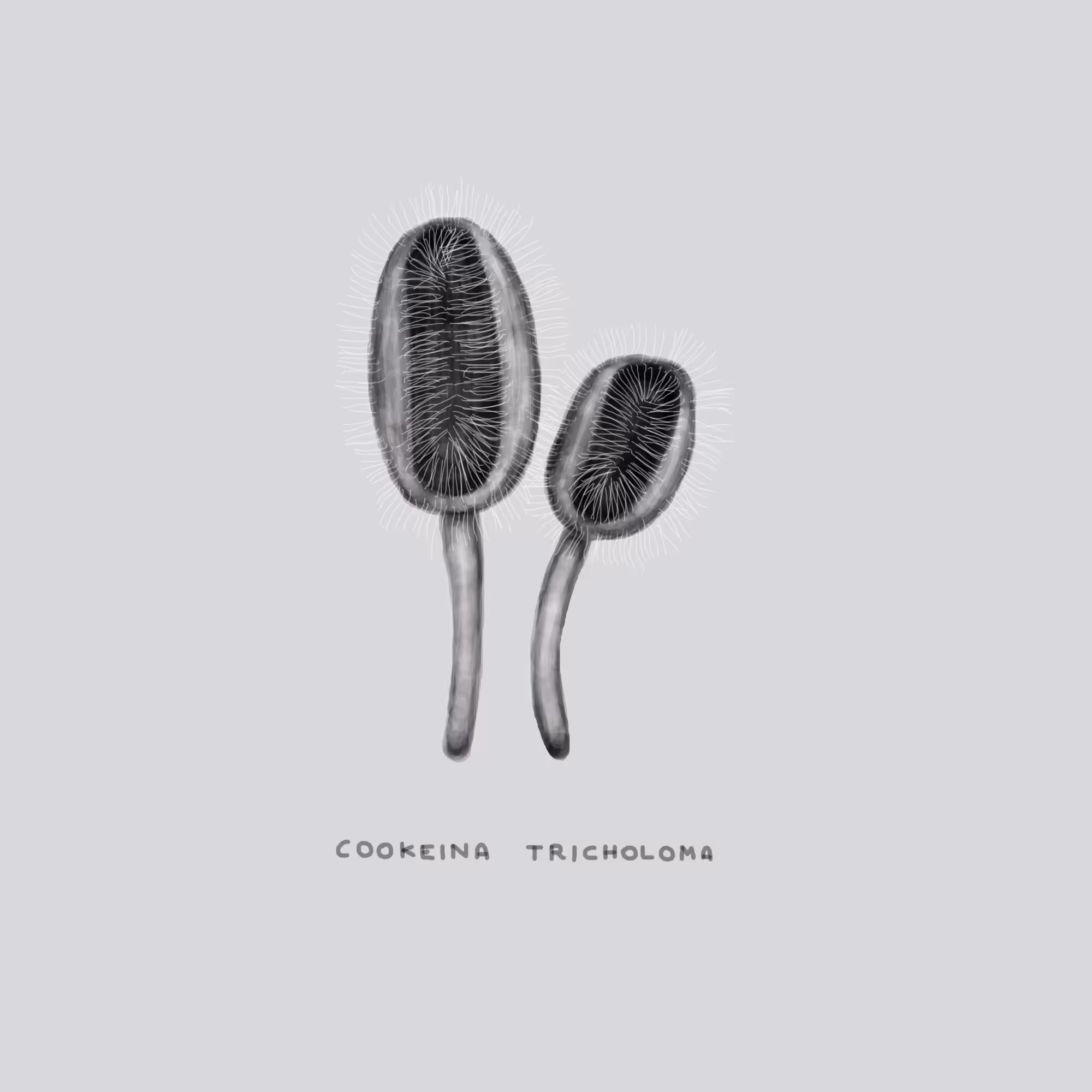 #8 TEETH - Cookeina Tricholoma