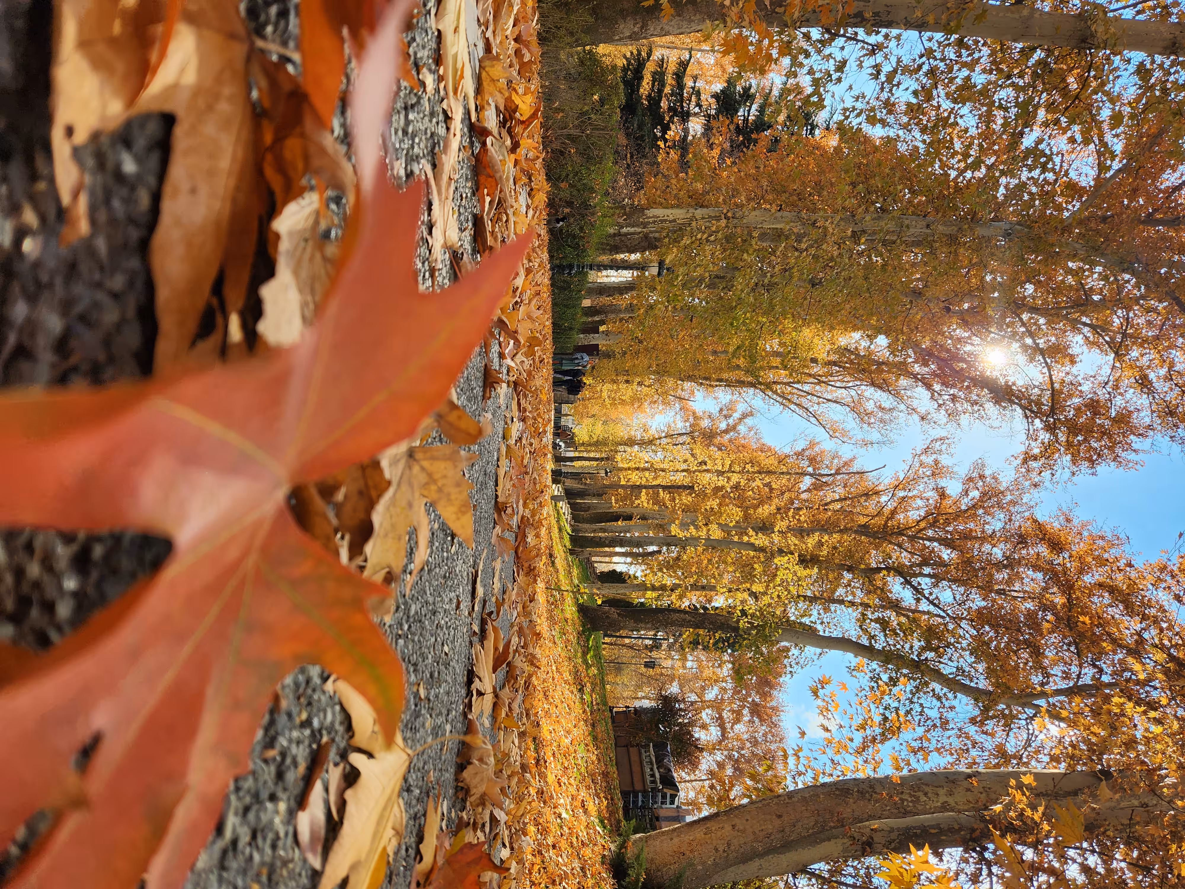 autumn