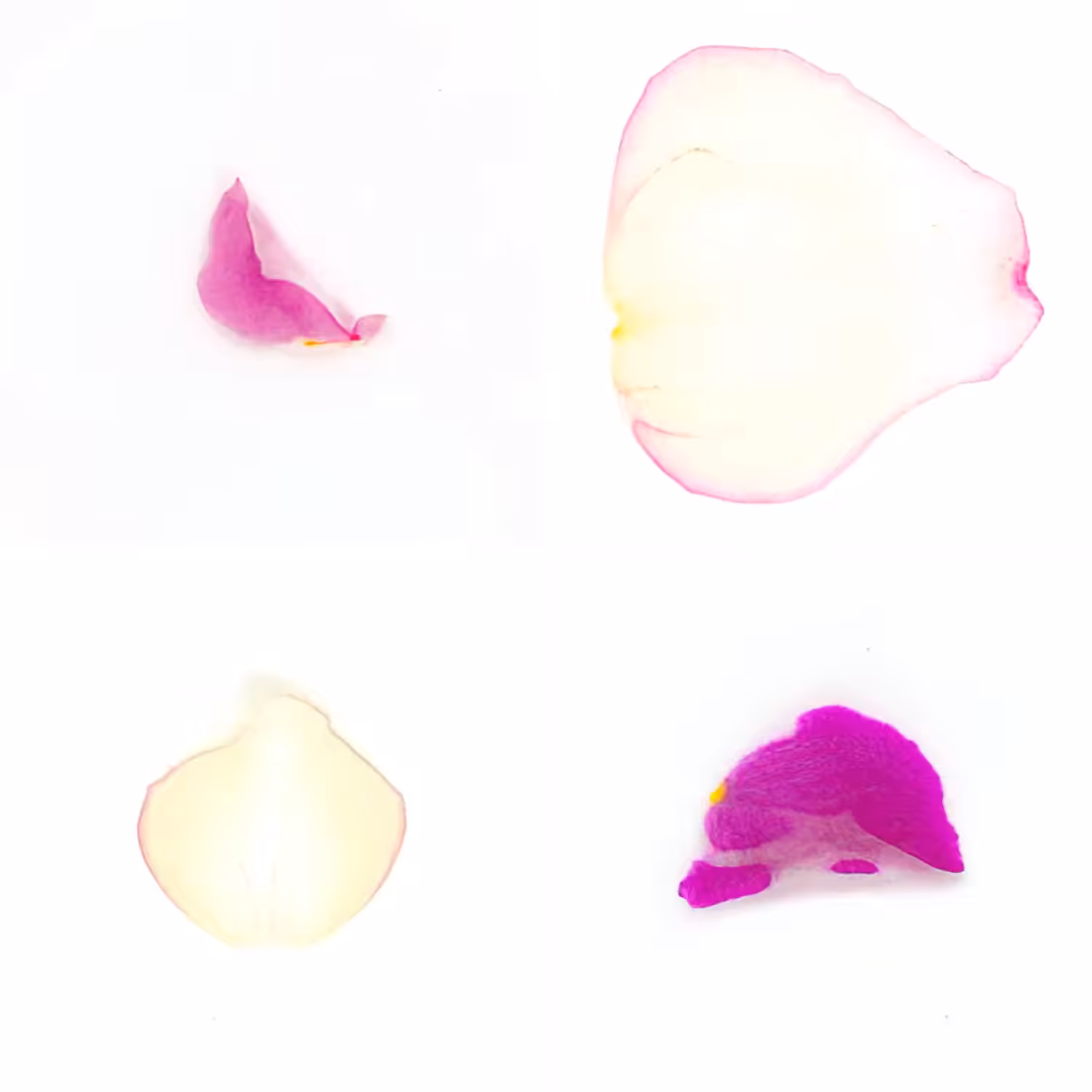 Infinite Petals 2x2#3633