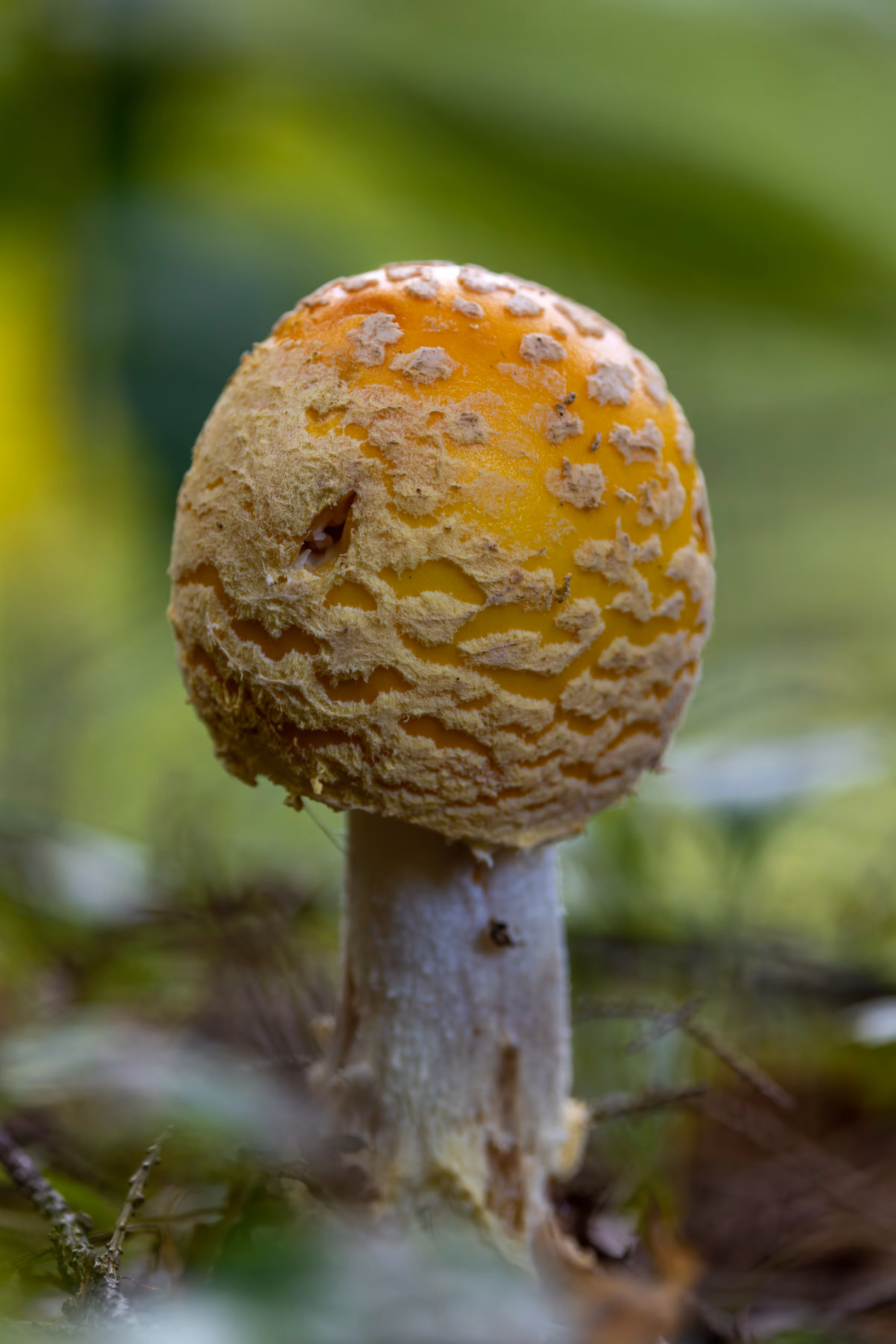 Amanita frostiana