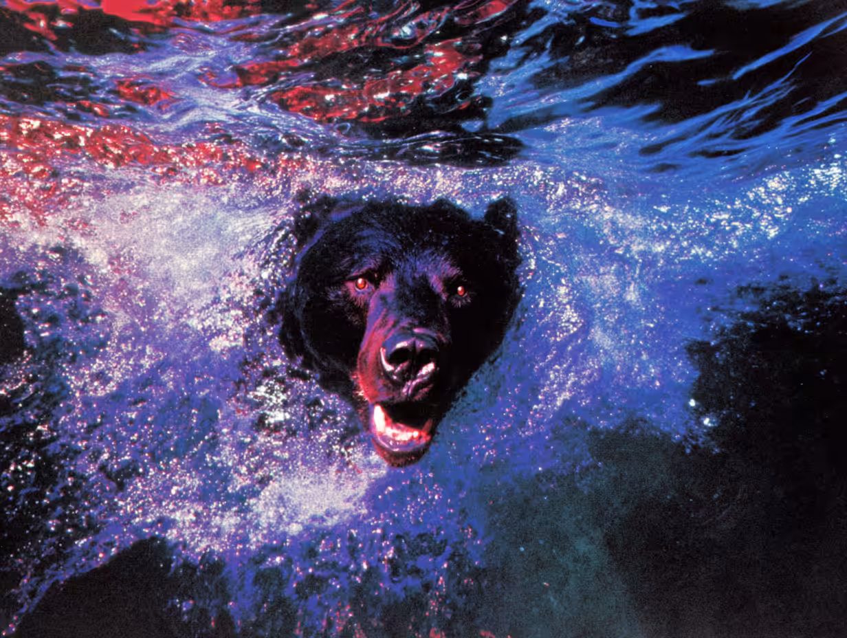 Bears, #3