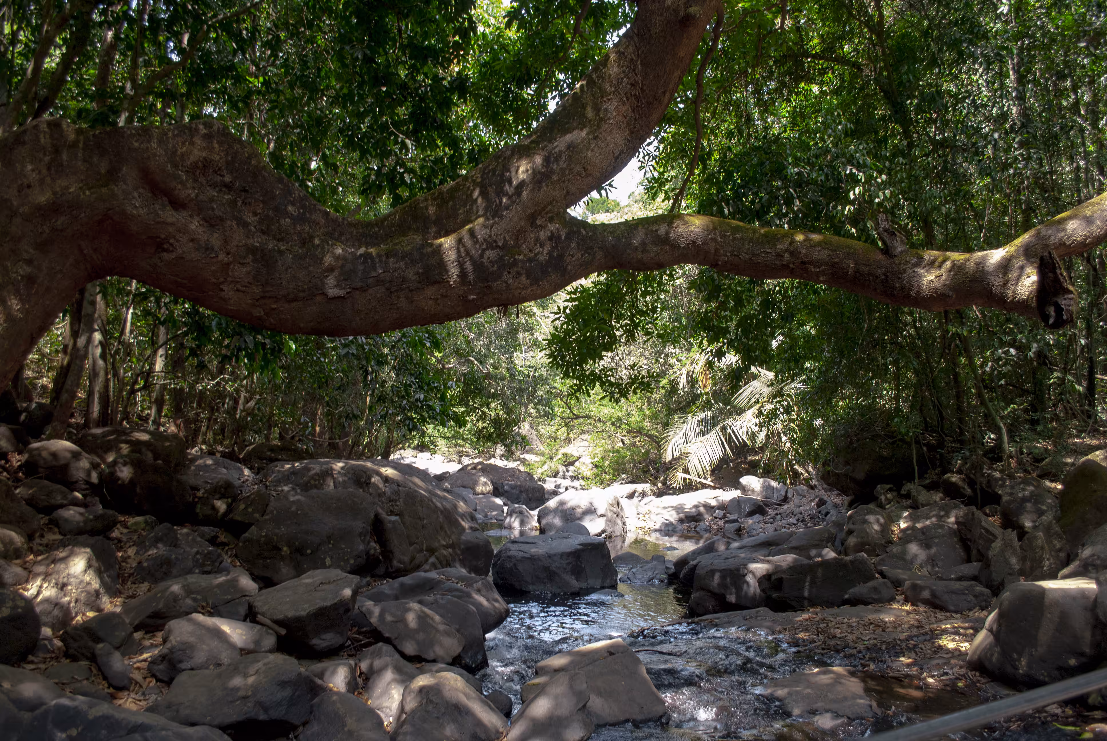 Sunlit Symphony: The Whispering Canopy