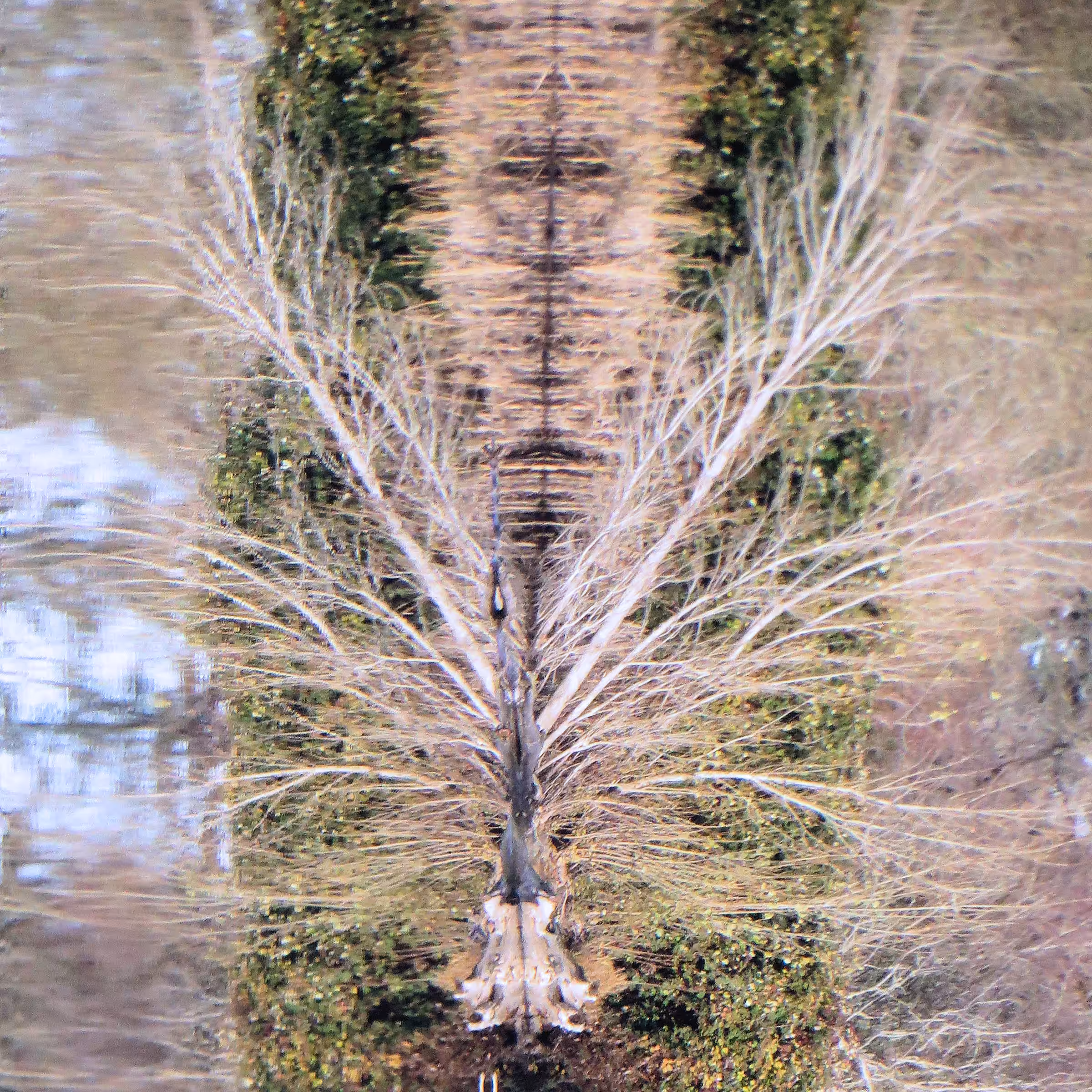 Reflection #1
