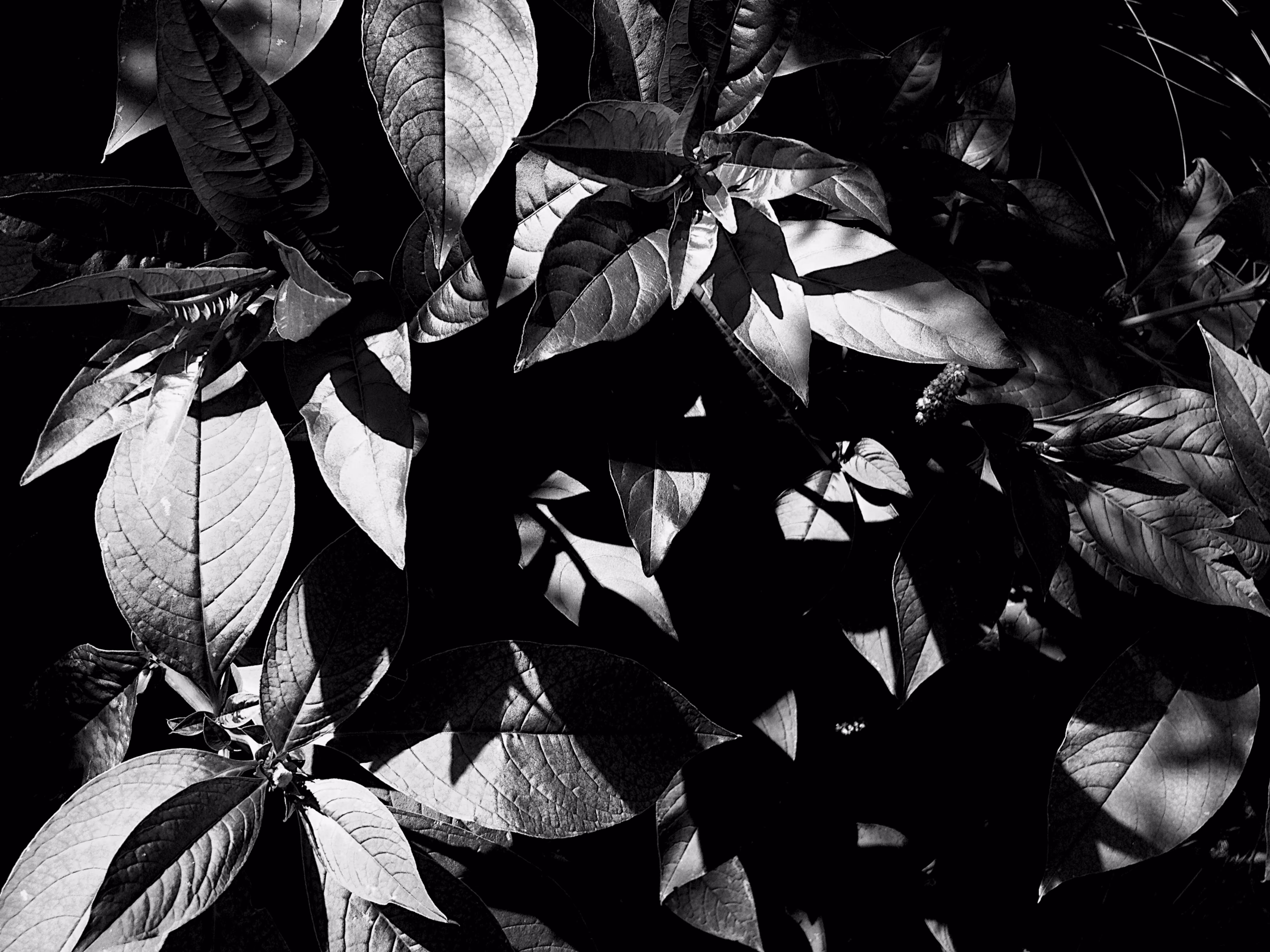 Plant Paradise 