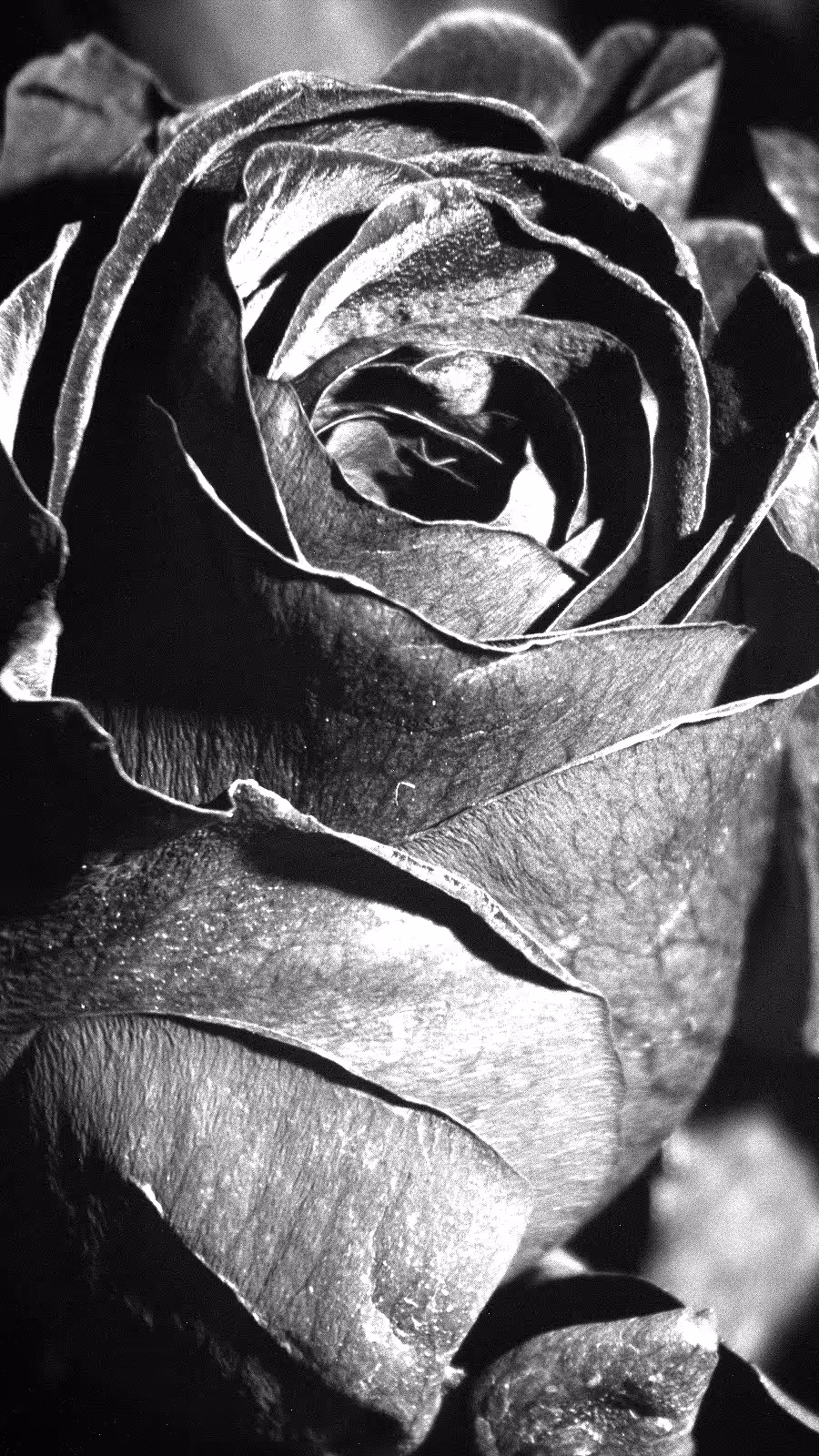 UV suite VII, Rose blossom