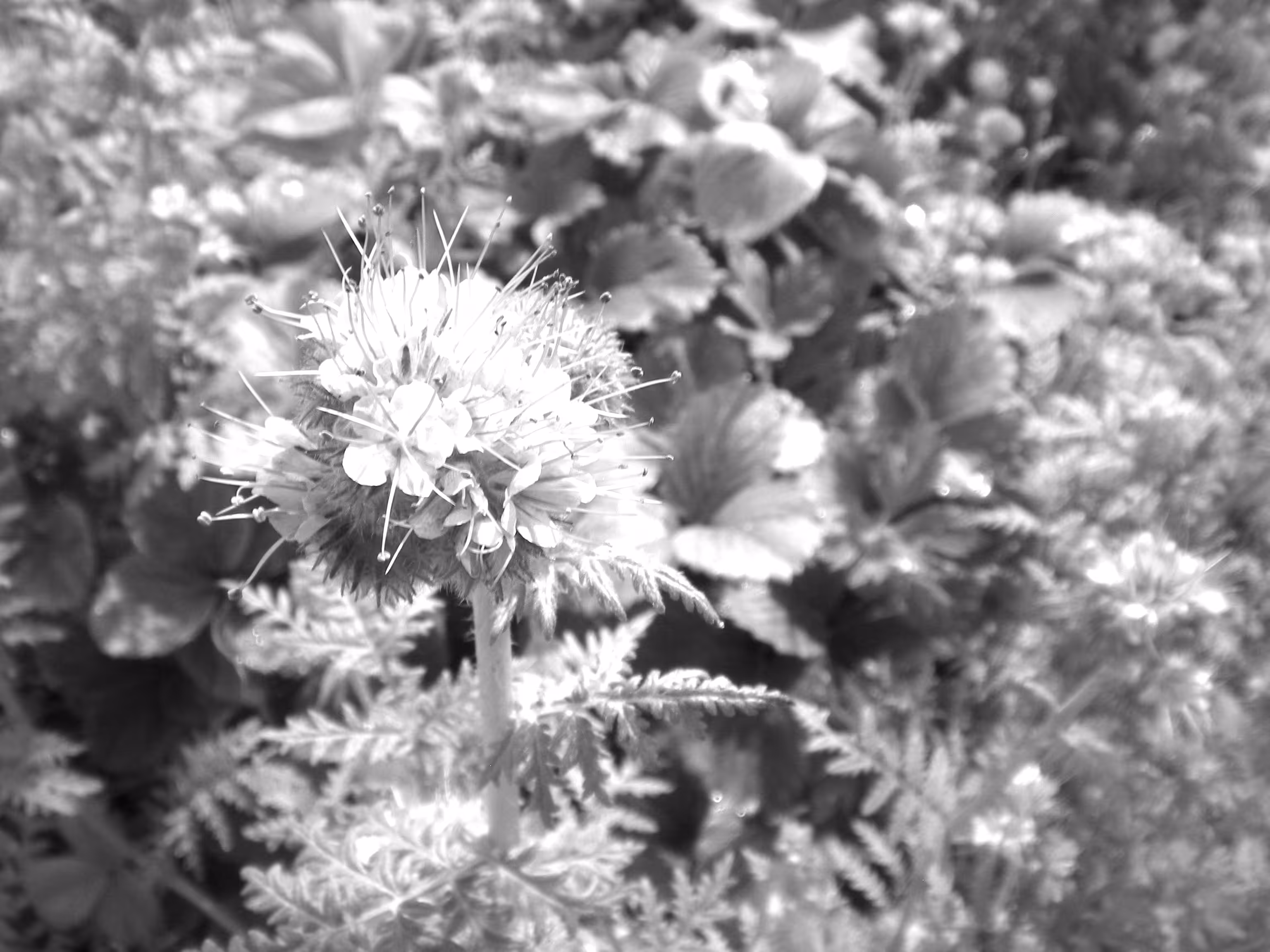 Phacelia