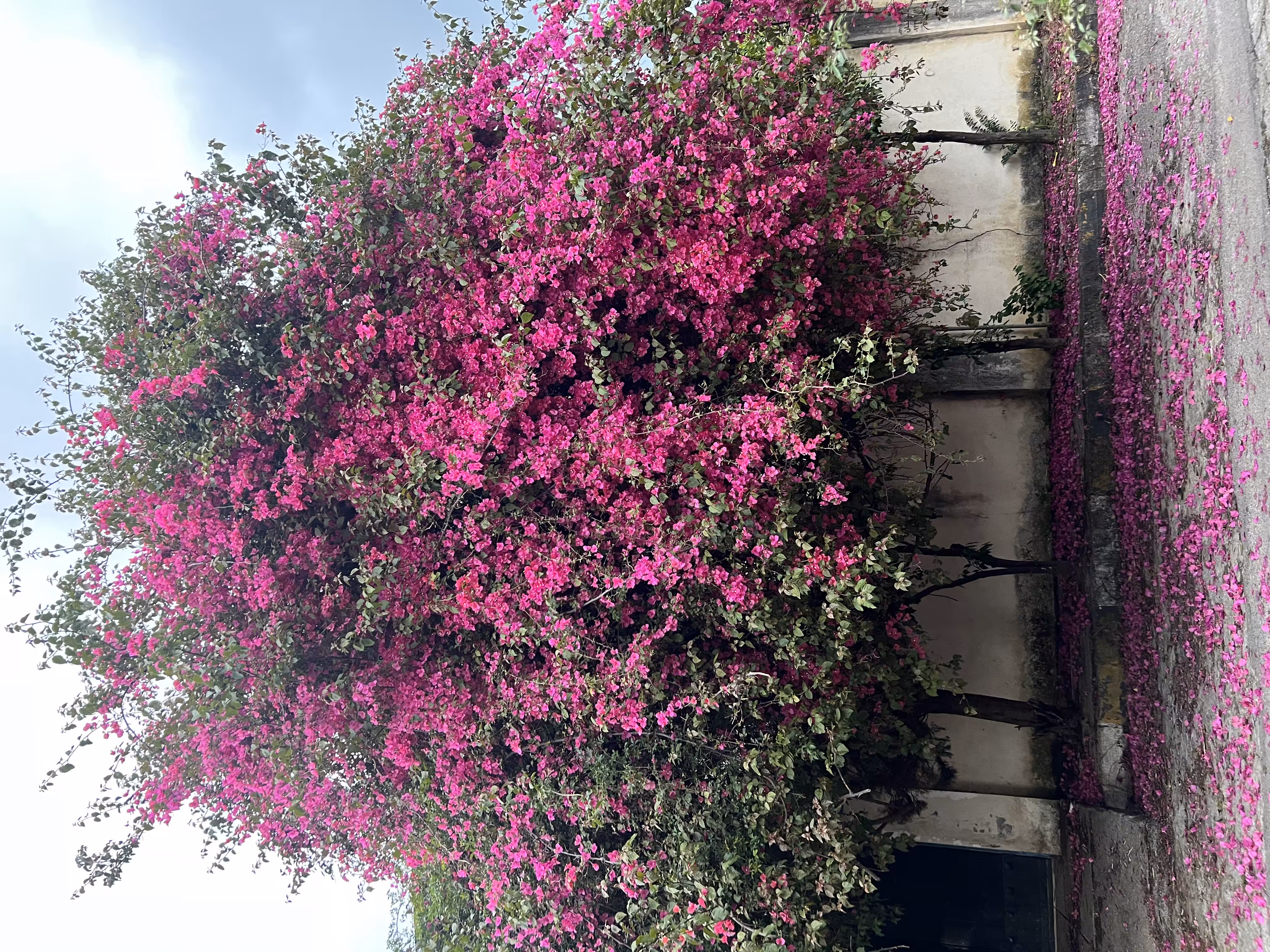 Bougainvillea