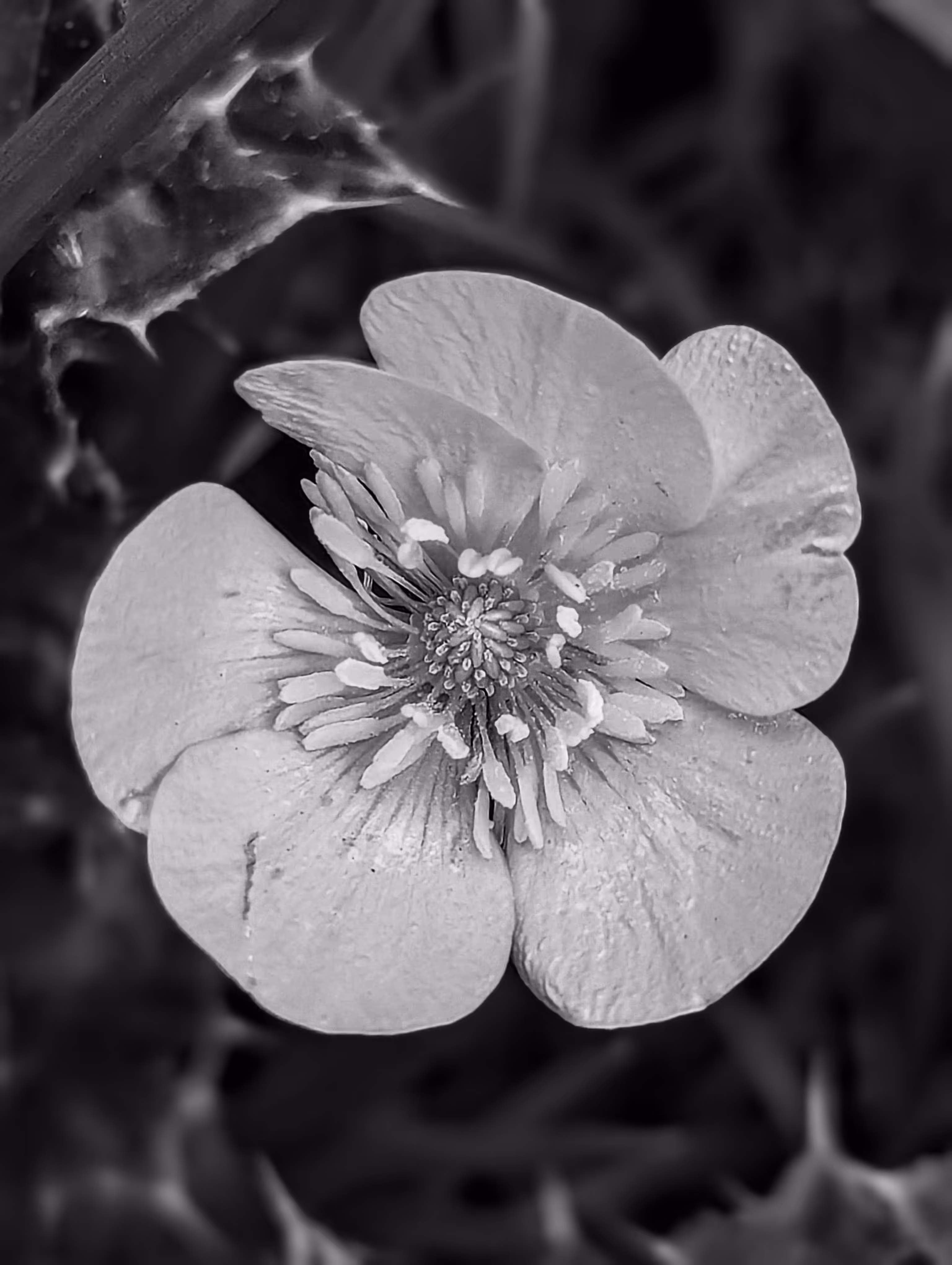 Luke_0x1 Photography : BNW buttercup