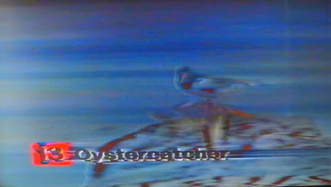 Oystercatcher