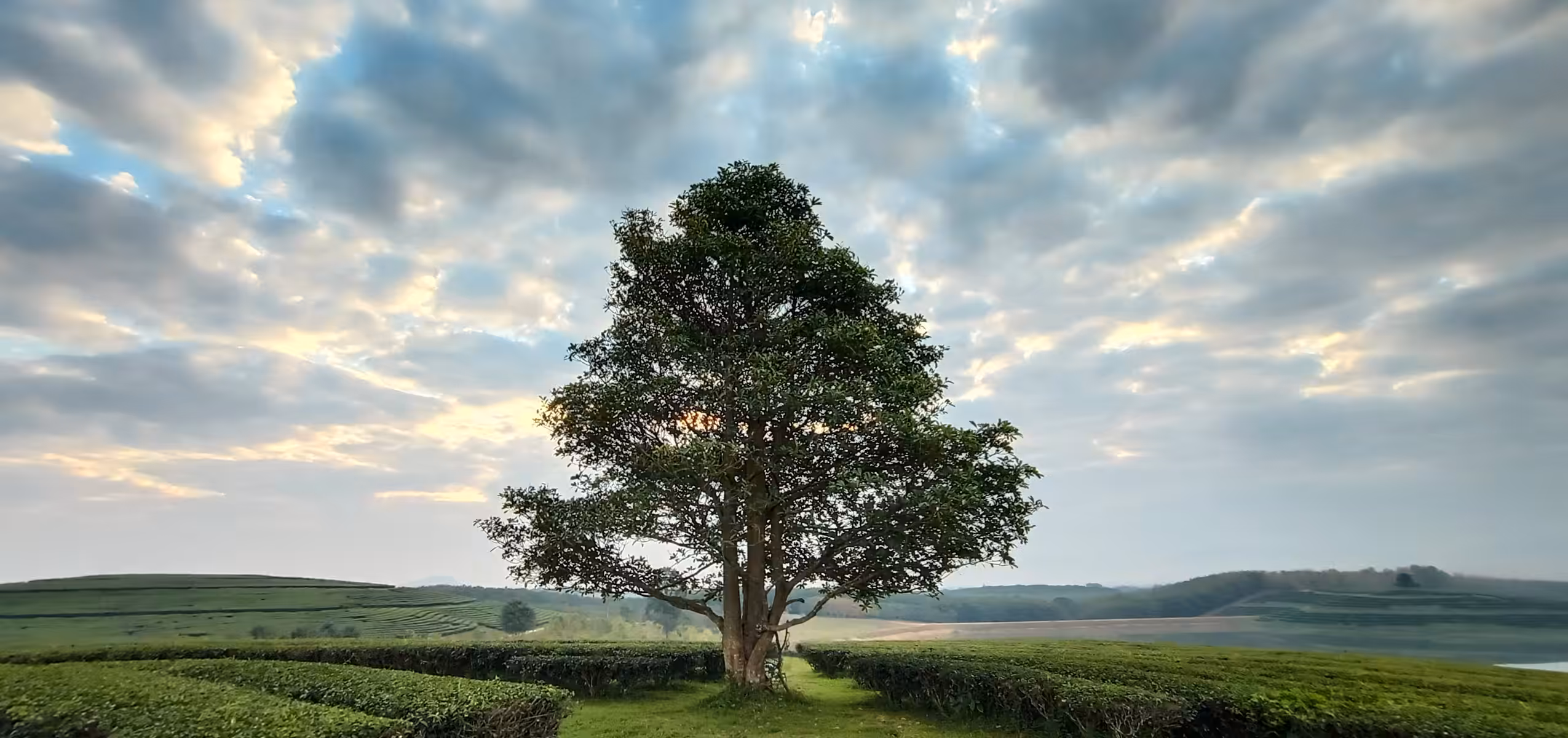 Alone Tree