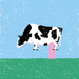 cow #153
