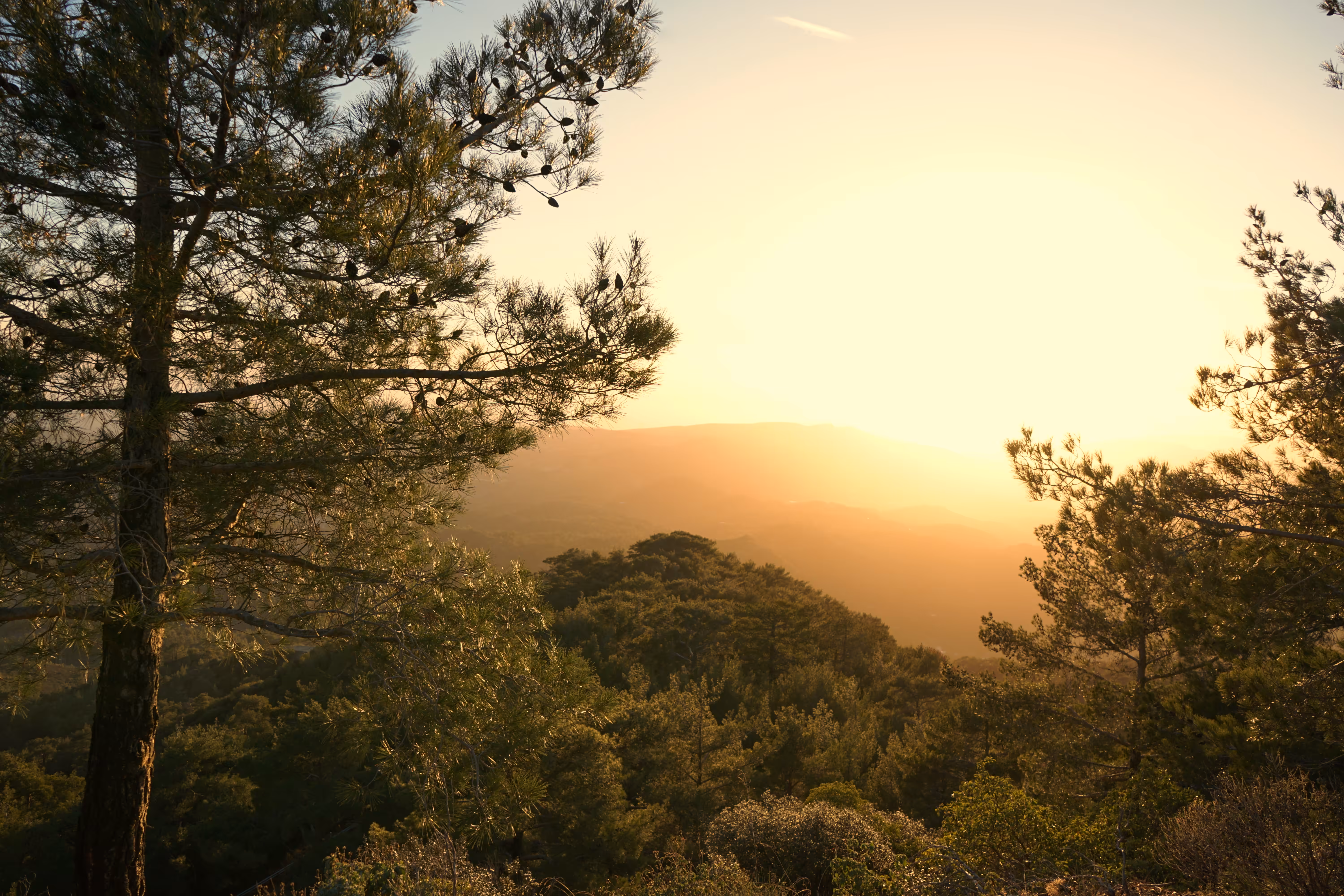The Forest Mist – Part 1