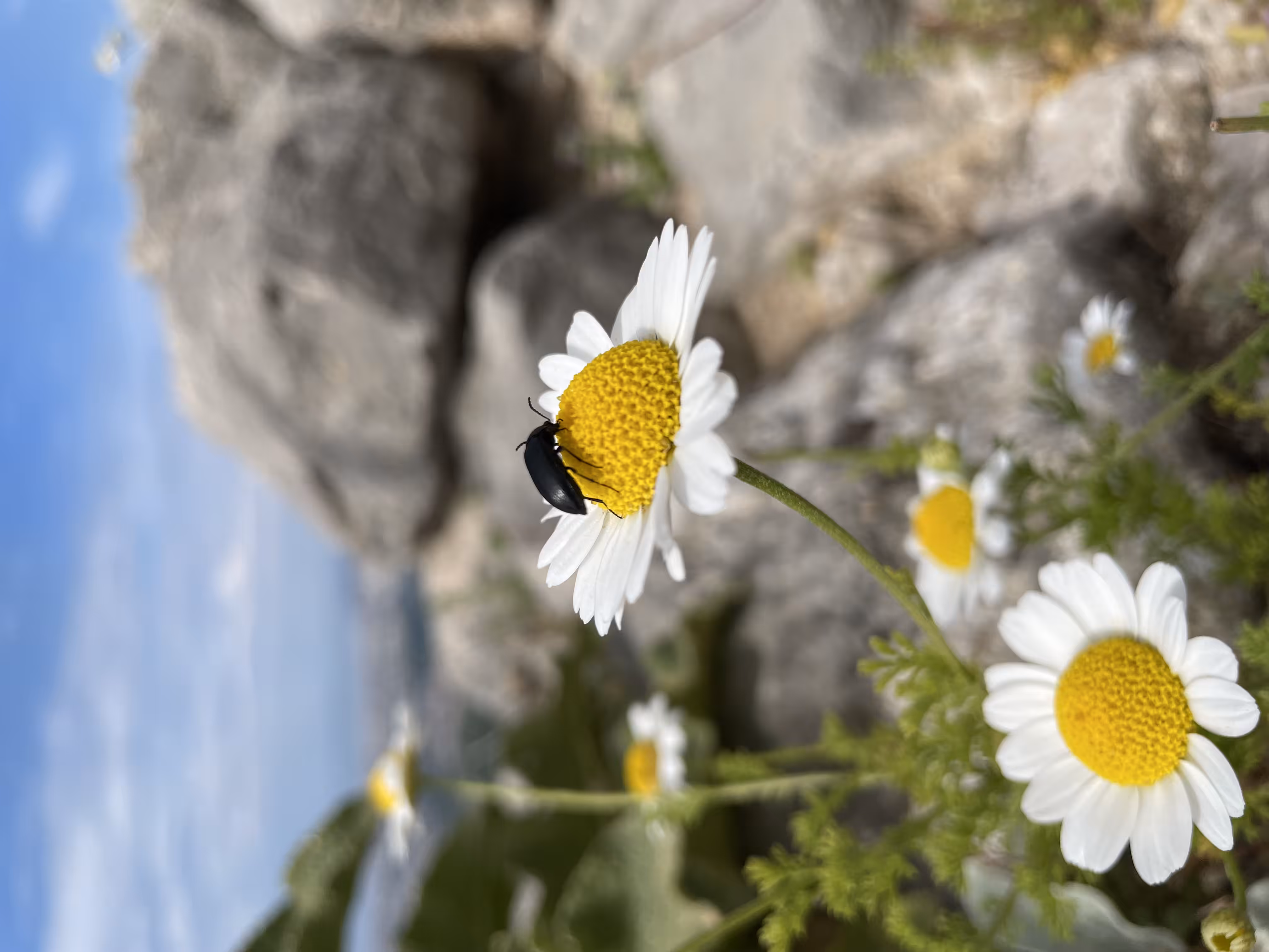 Nature's Photography