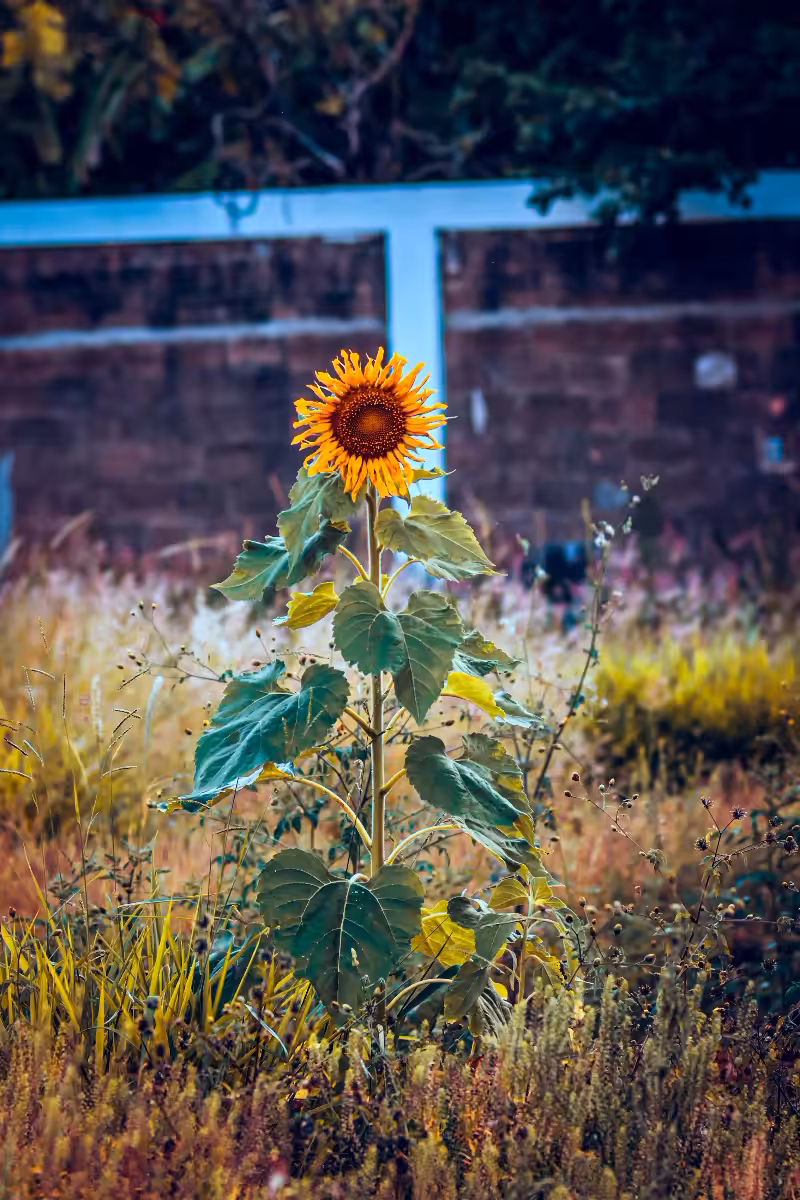 lonely sunflower power
