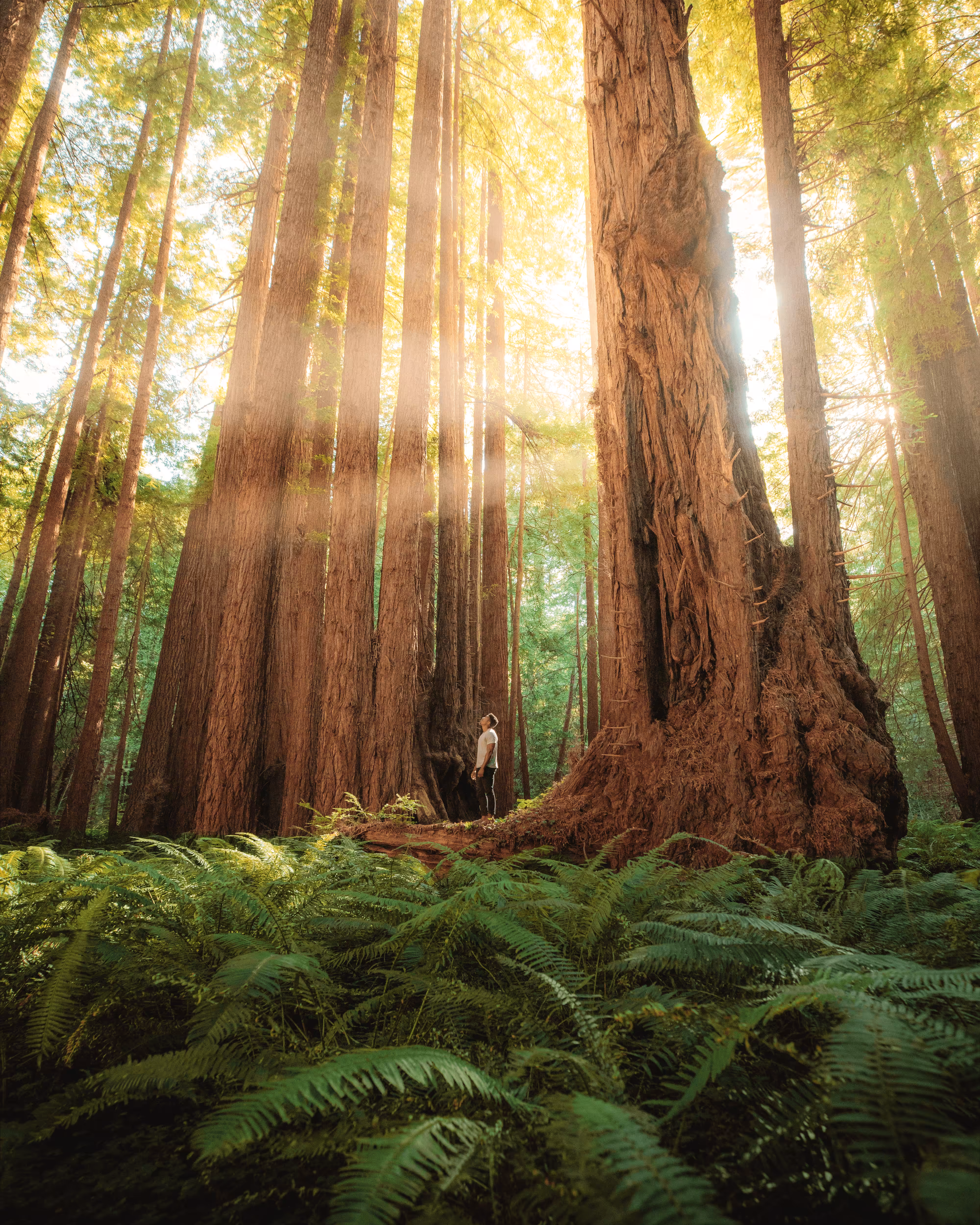 #15: Fabulous Ferns