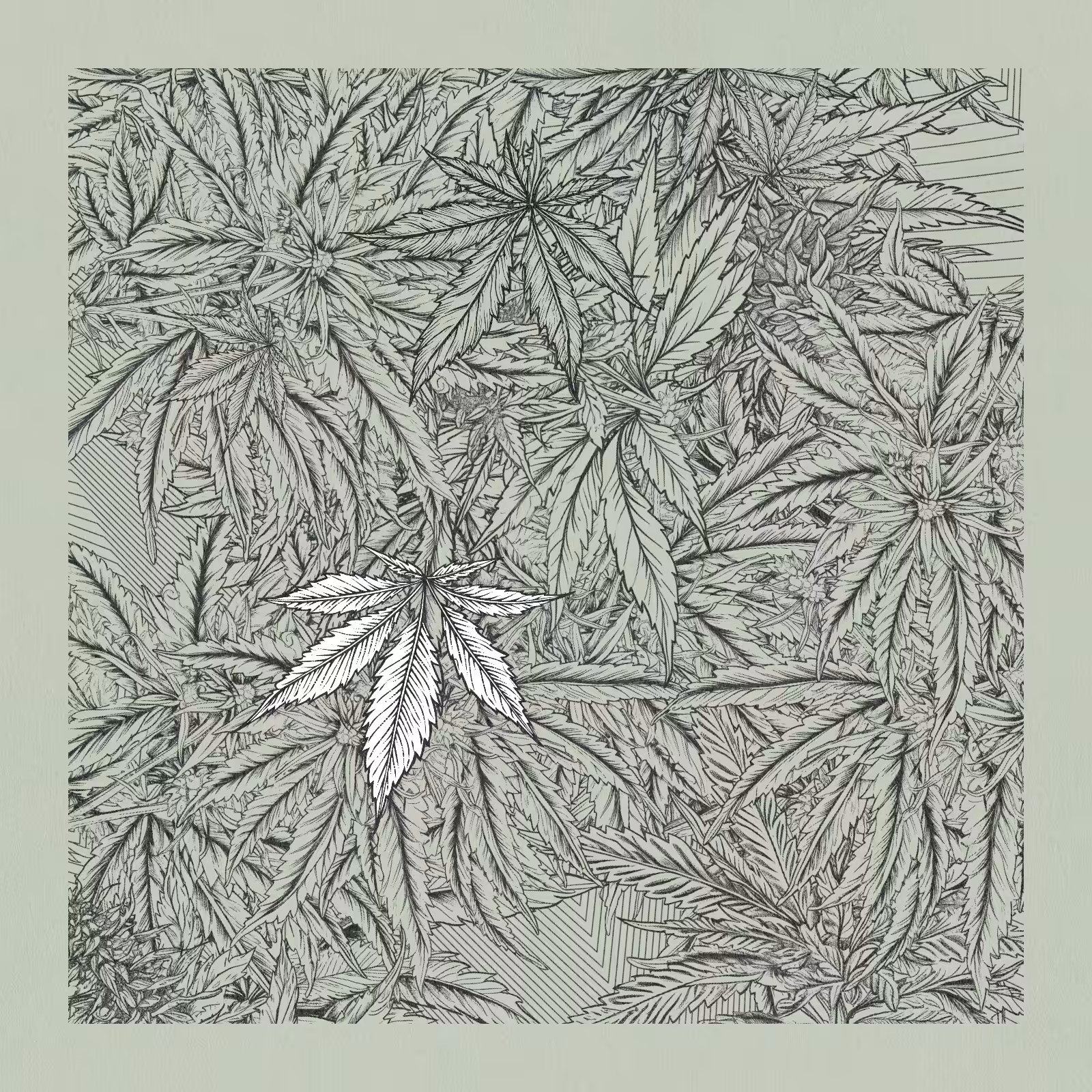 zancannabis #364
